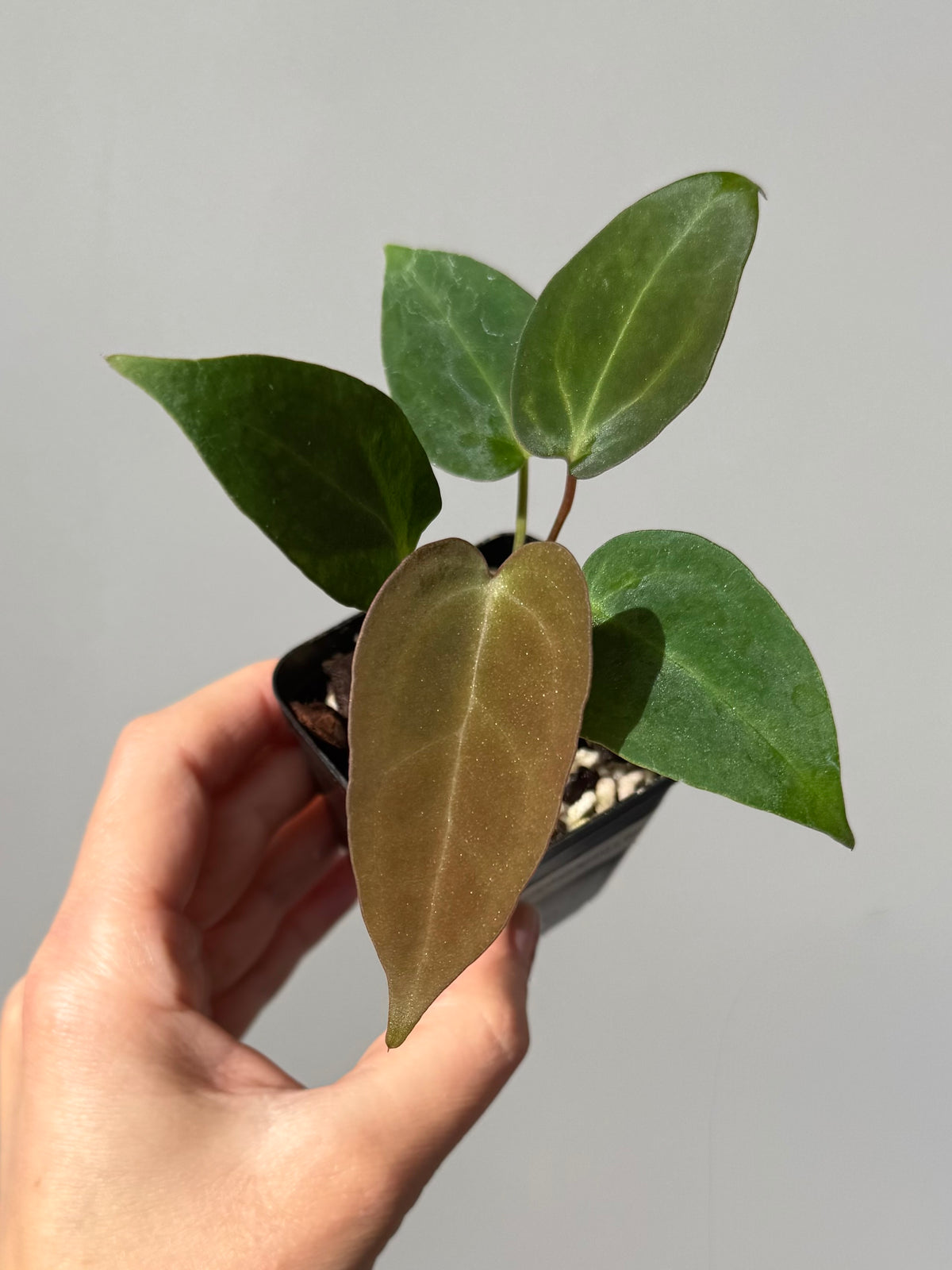 Anthurium (MagCrystal x NoID) x Papillilaminum