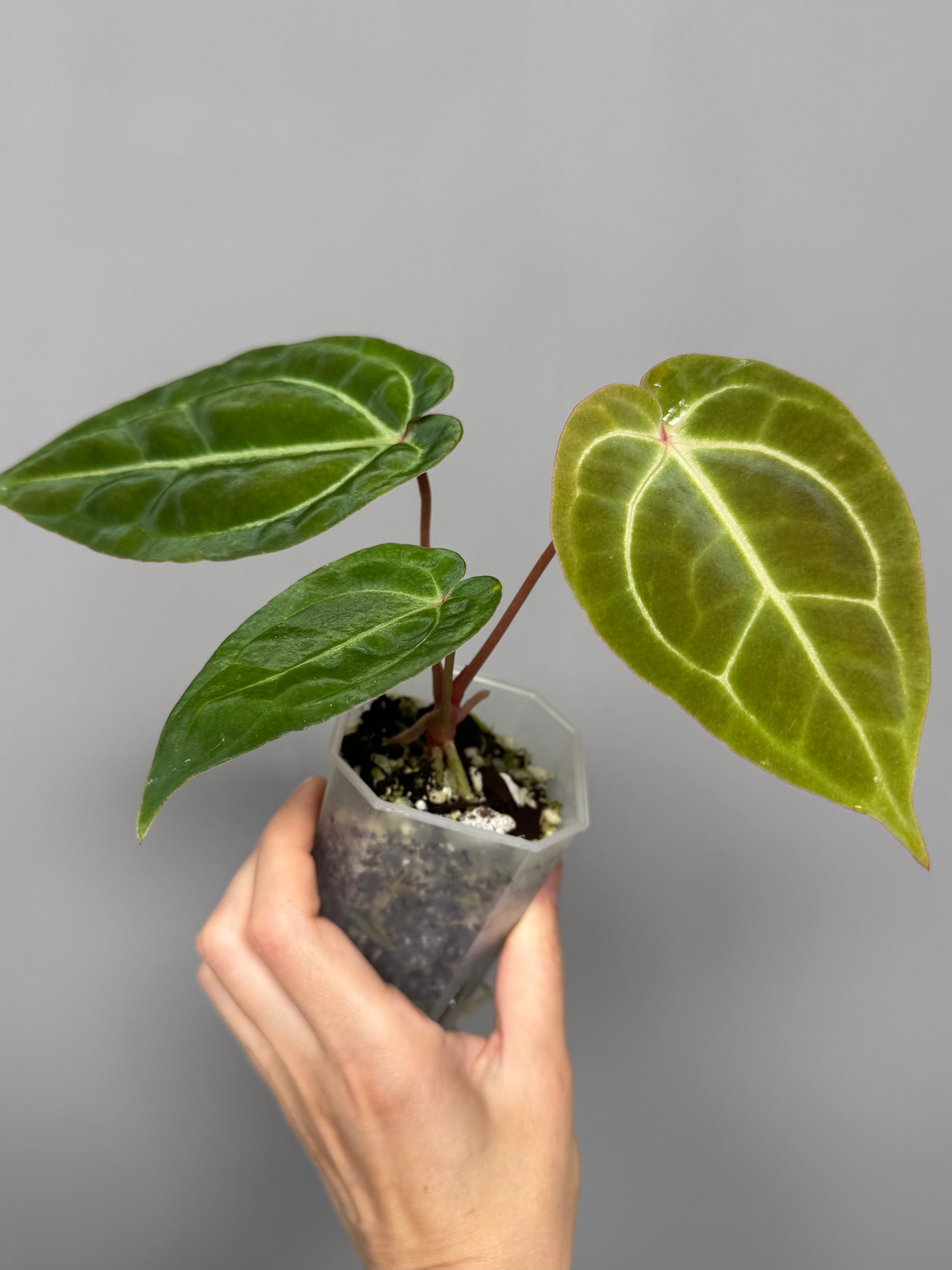 Anthurium Besseae aff. x M - Plant B
