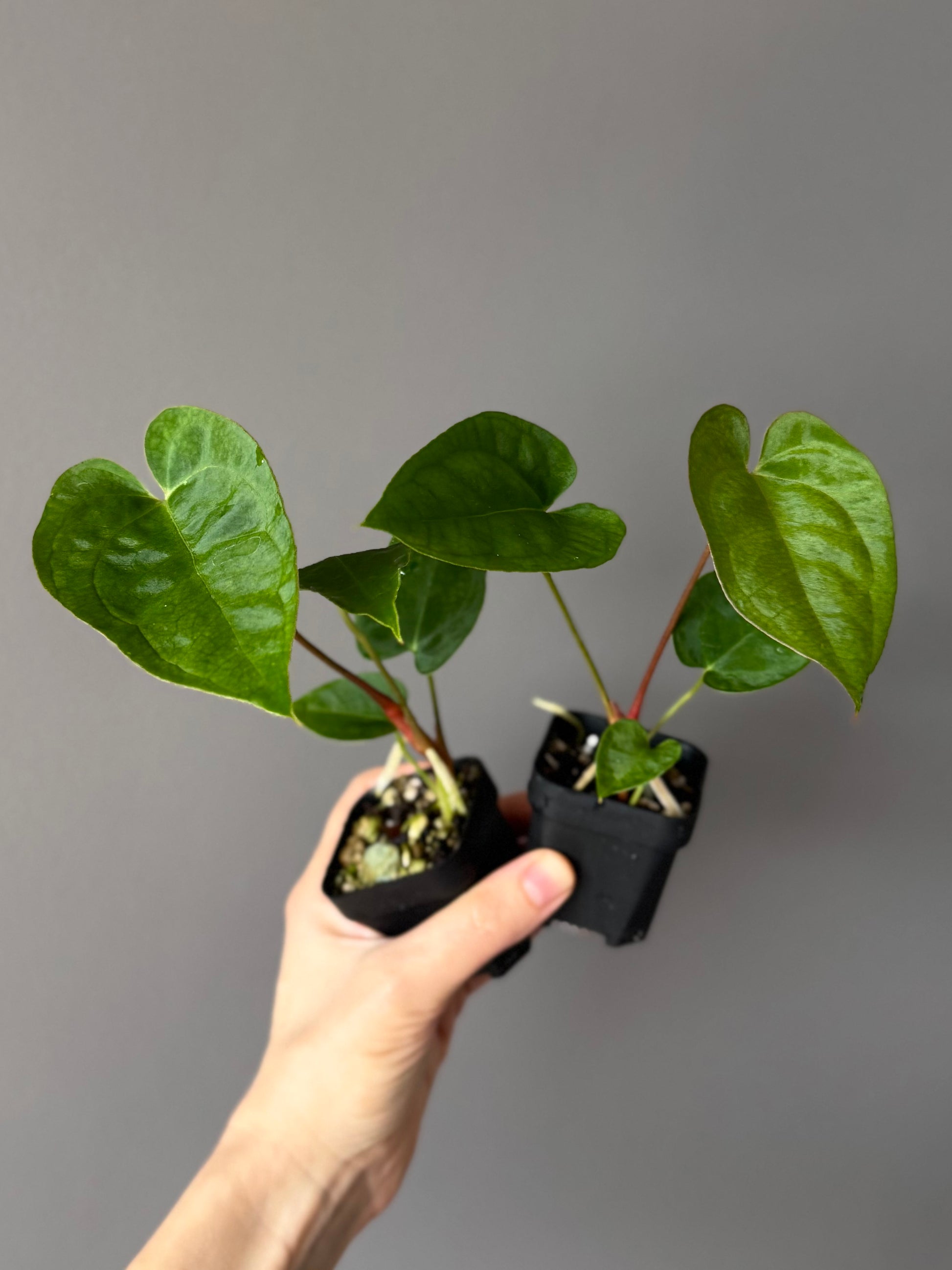 Anthurium crystallinum x papillilaminum