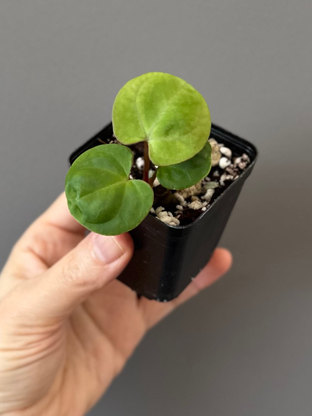 Anthurium Indo dressleri xself