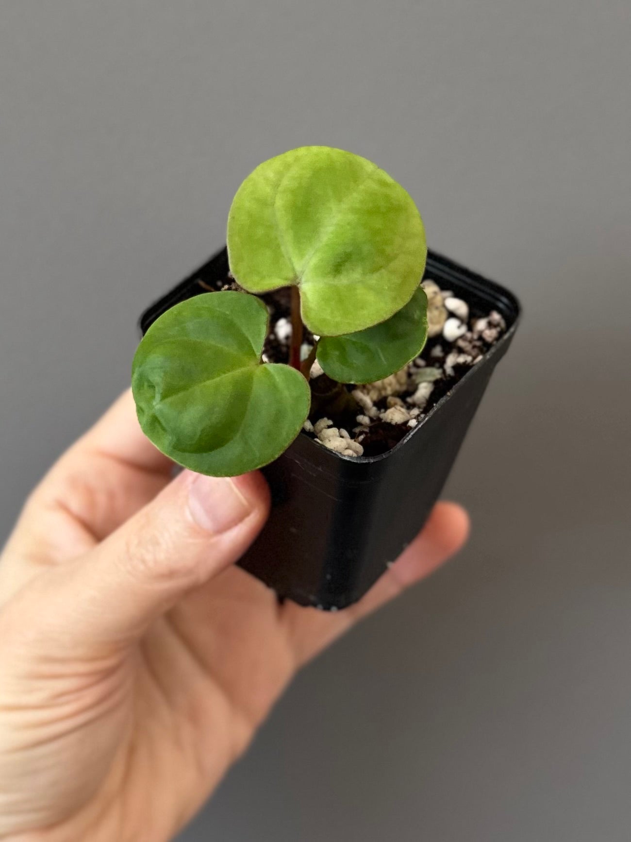 Anthurium Indo dressleri xself