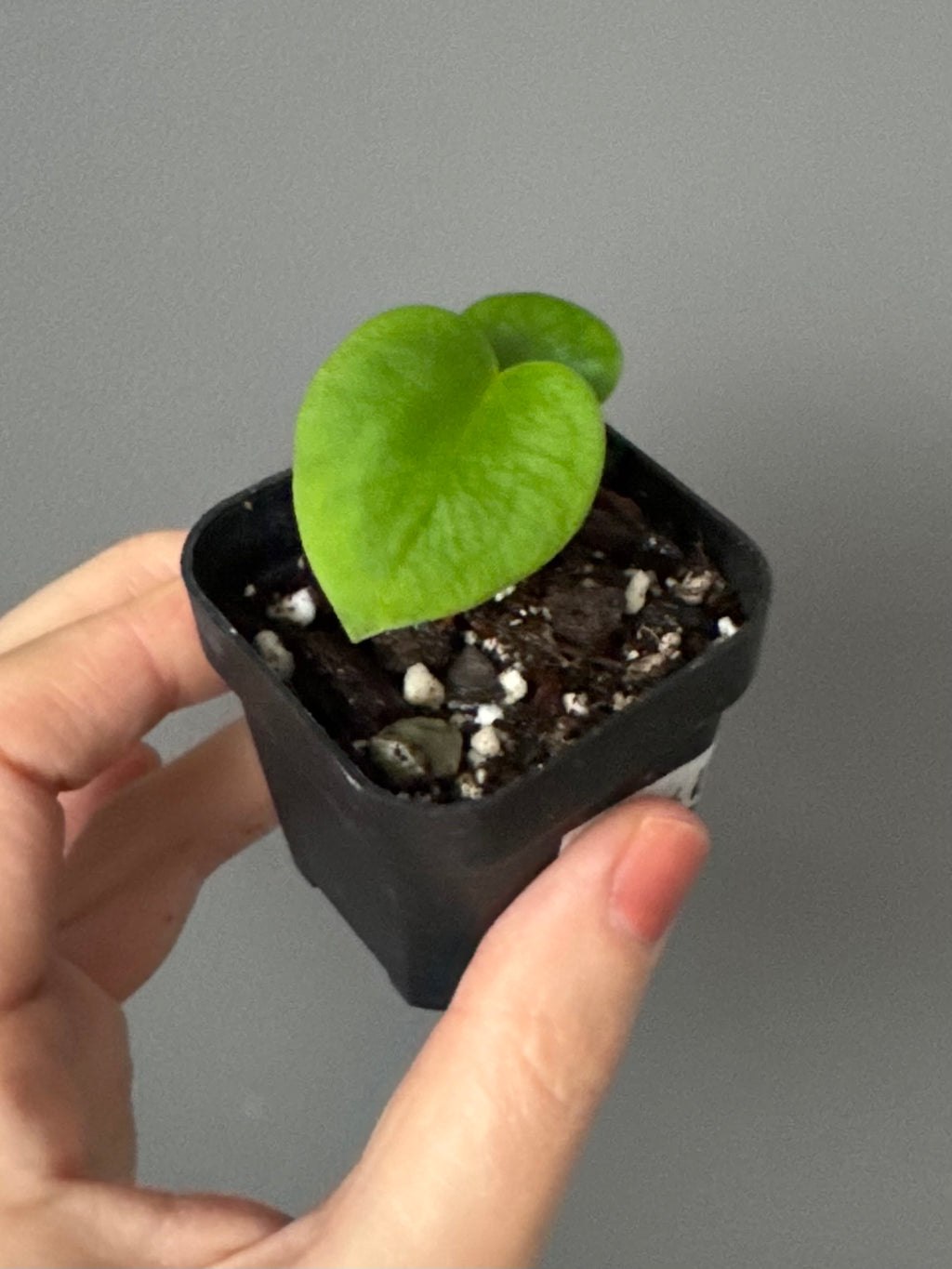 Anthurium (Papillilaminum Daniel x Besseae aff.) x  (NSE Red Crystallinum x Carlablackiae)