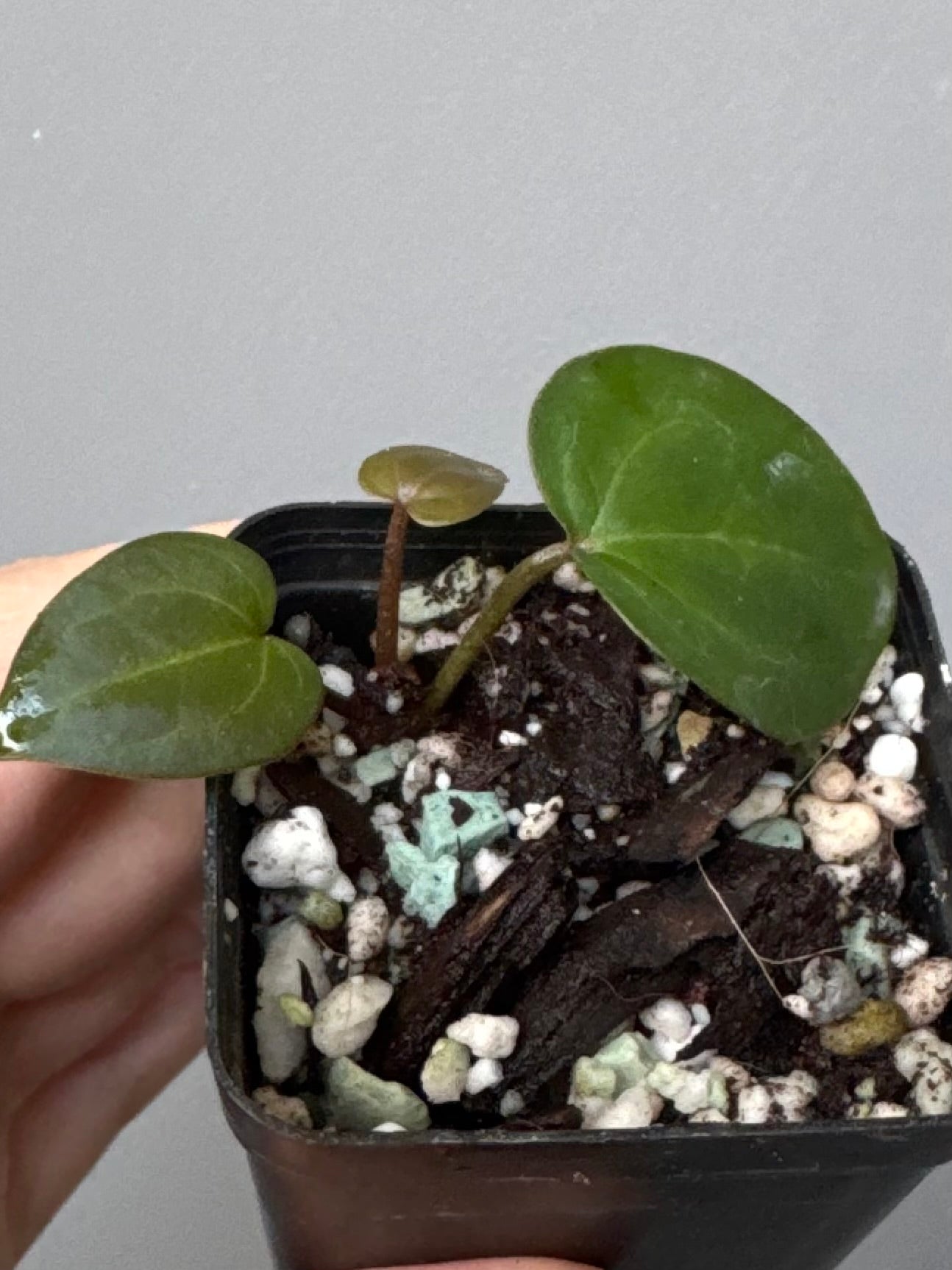 Anthurium AOS df Tezula x ZxM selected (by variegated_stringray)