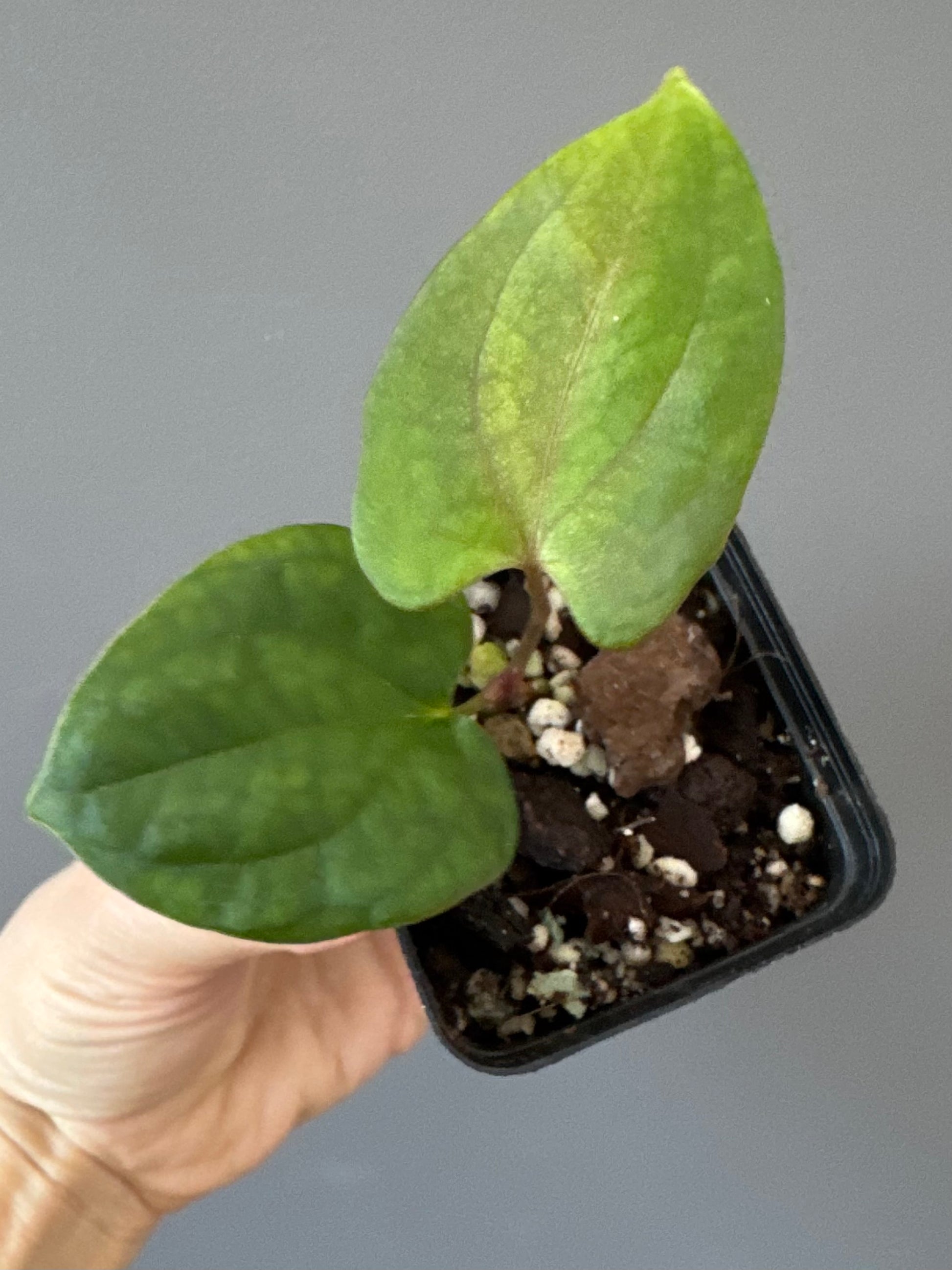 Anthurium papillilaminum Fort Sherman x RVDP (FSxRVDP)