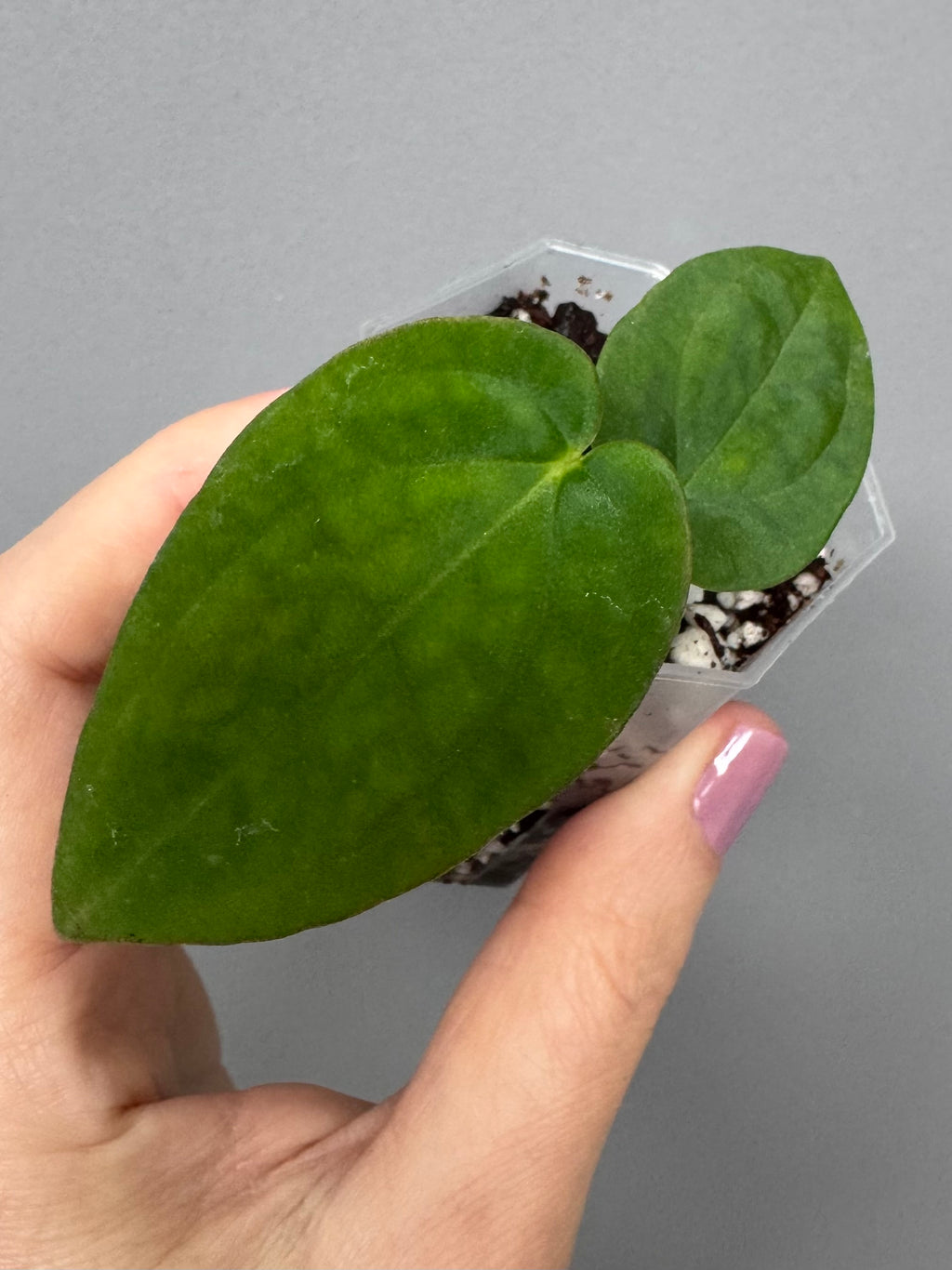 Anthurium BVEP RF1 x Dark Star (Grant)