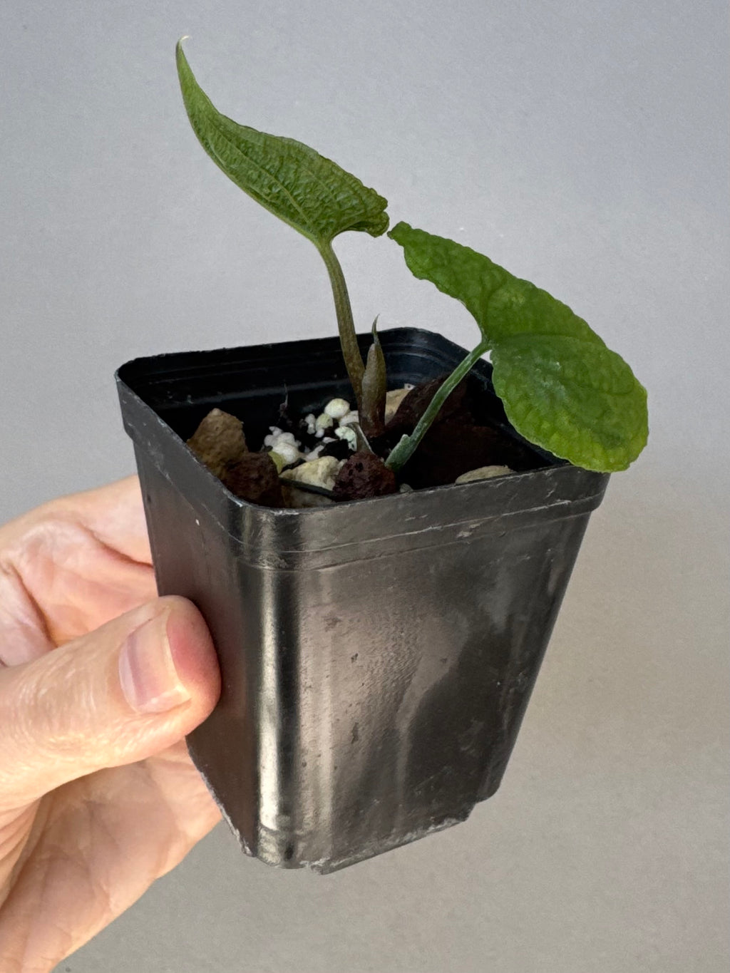 Anthurium clidemioides