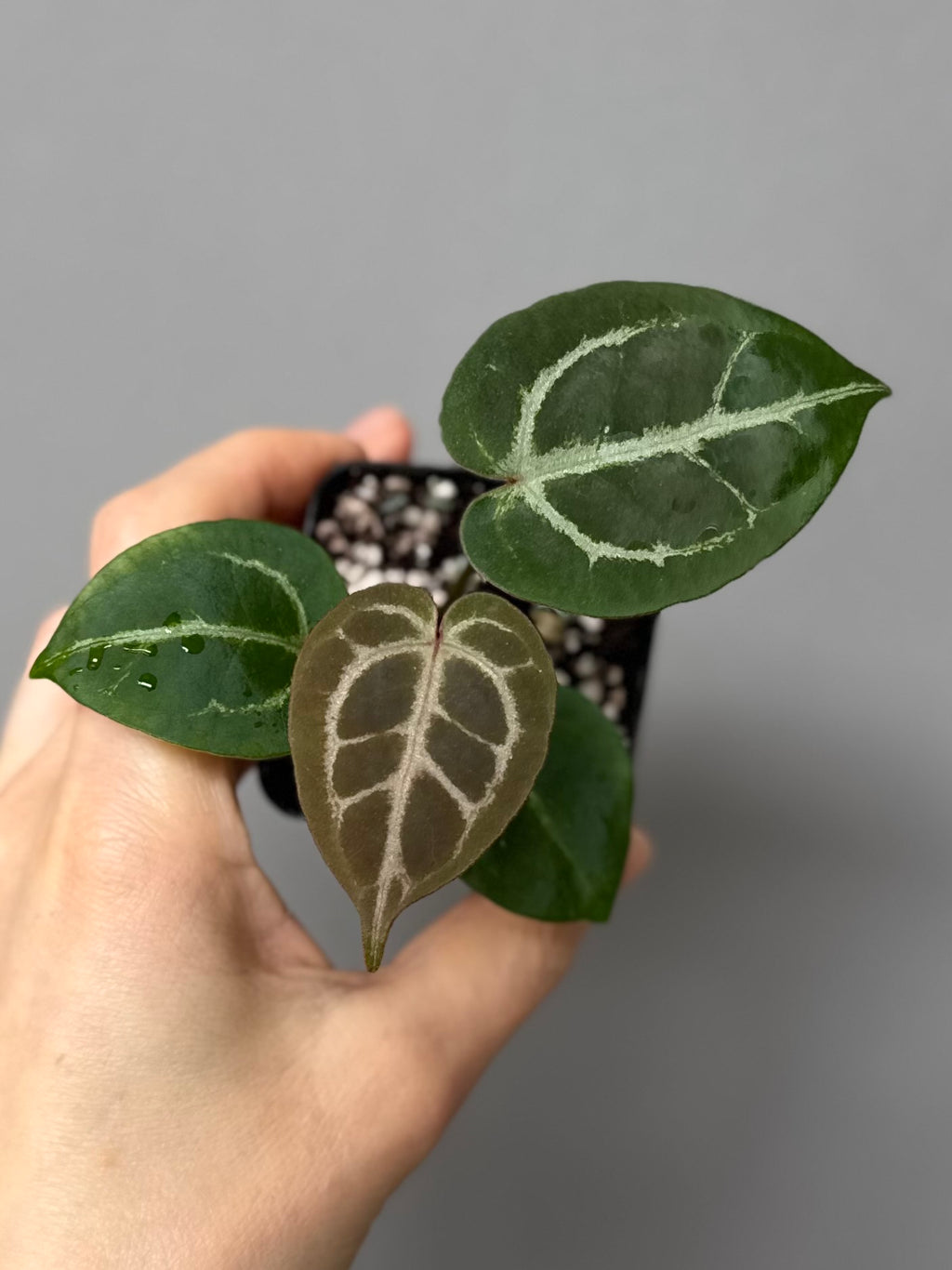 Anthurium Silver Blush x Michelle