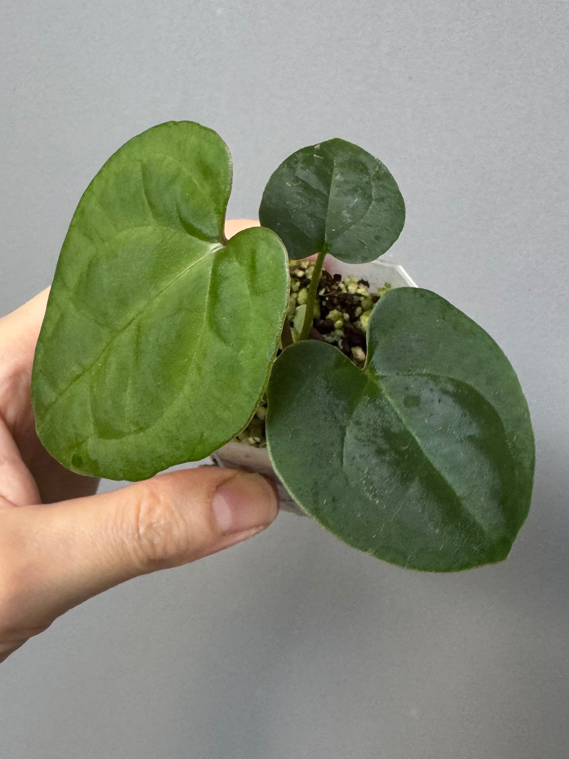 Anthurium (AOS x Carla) x RVDP