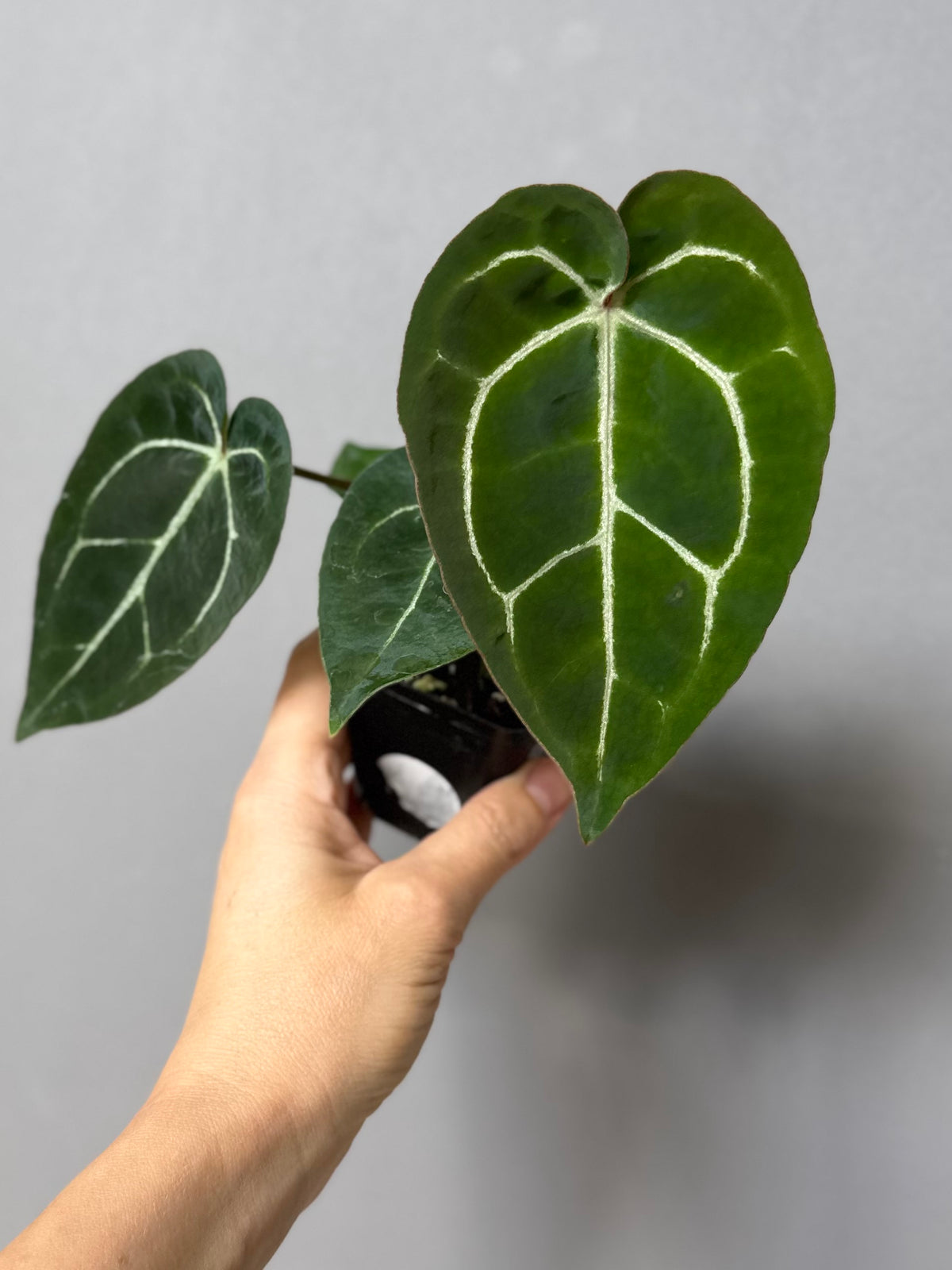 Anthurium crystallinum x (NSE Red Crystallinum x Carlablackiae)
