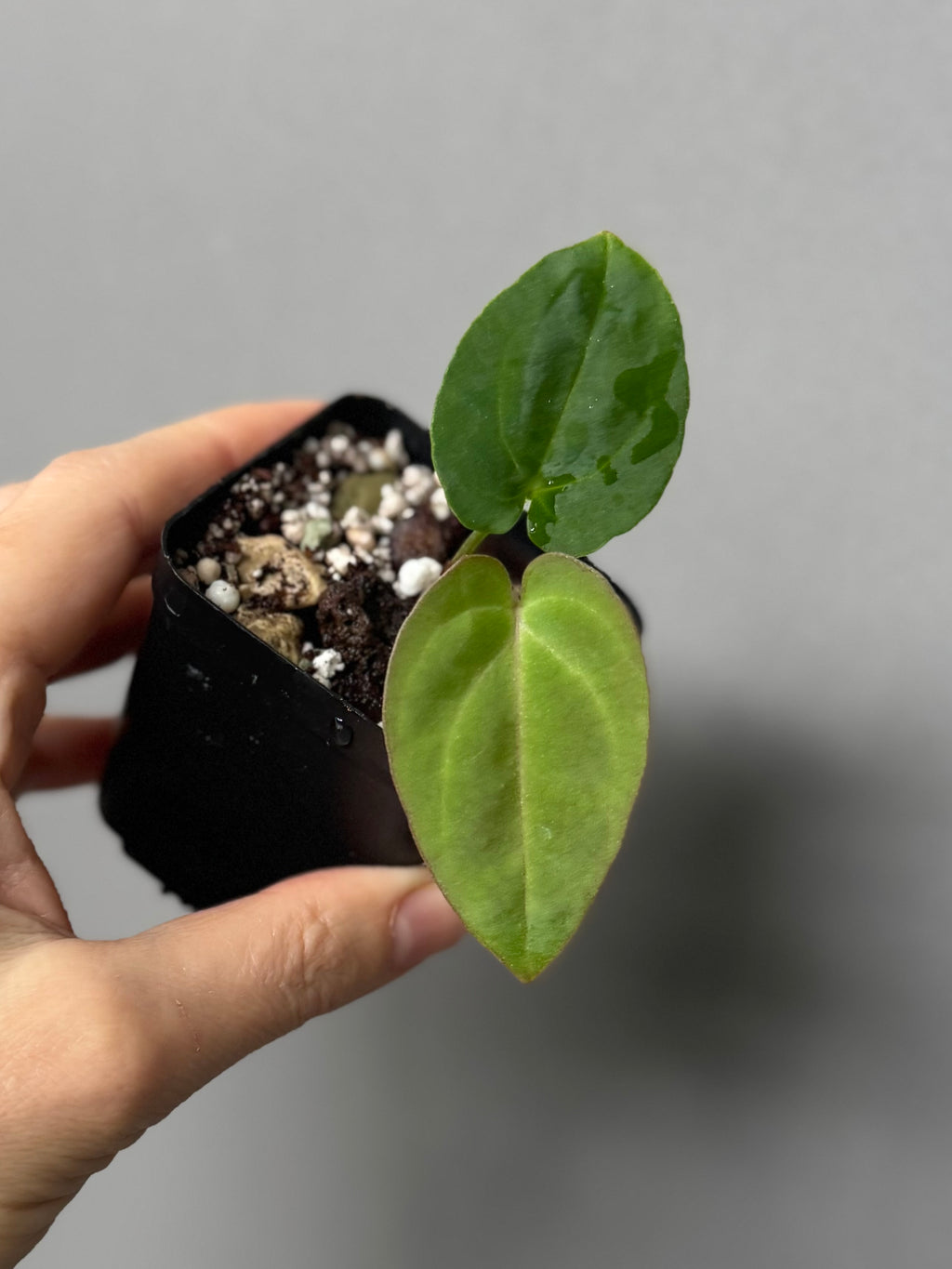 Anthurium carlablackiae RA13 x BVEP OG1 (#2) cutting