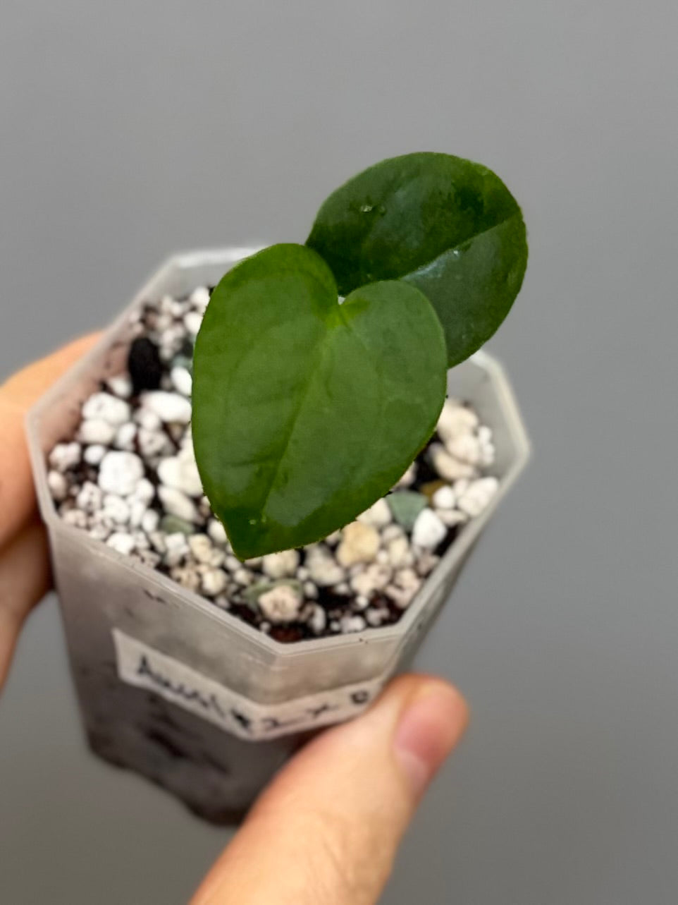 Anthurium ((Midnight Velvet x Red Studd) x NSE CarlaX) x RVDP