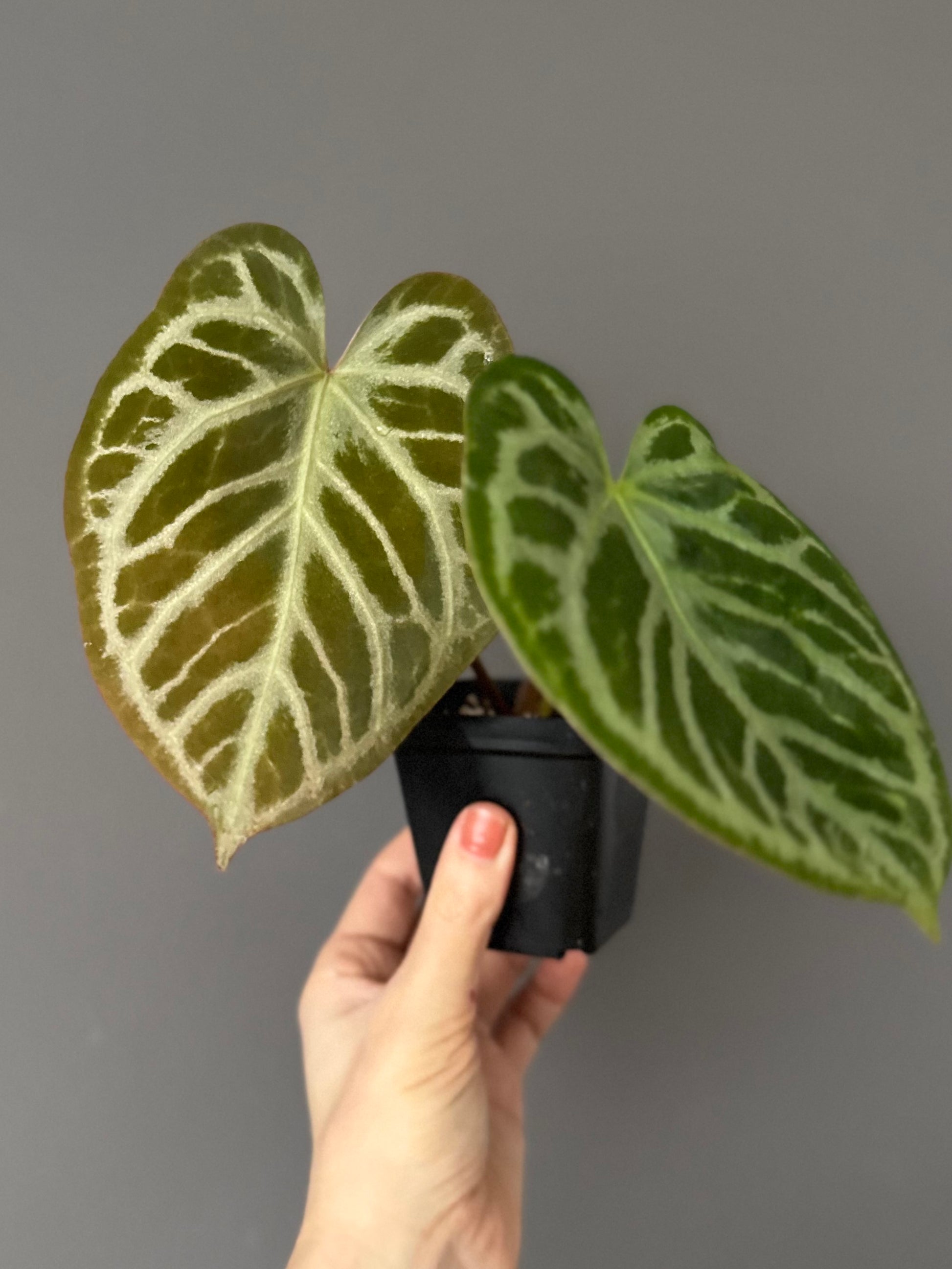 Anthurium Silver Blush