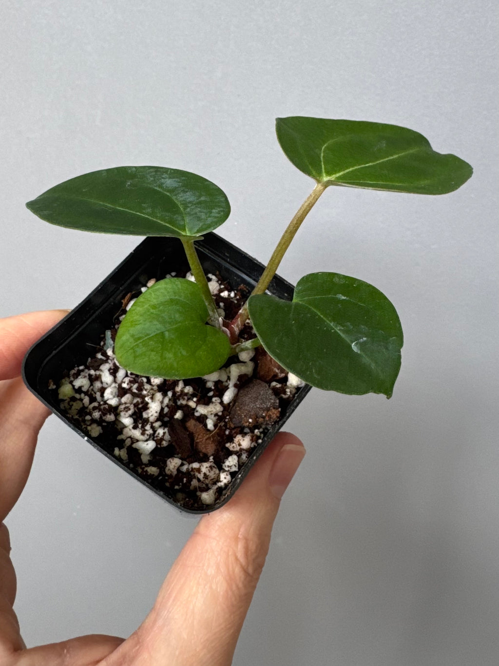 Anthurium (AOS x forgetii) x (NSE Red Crystallinum x Carlablackiae)
