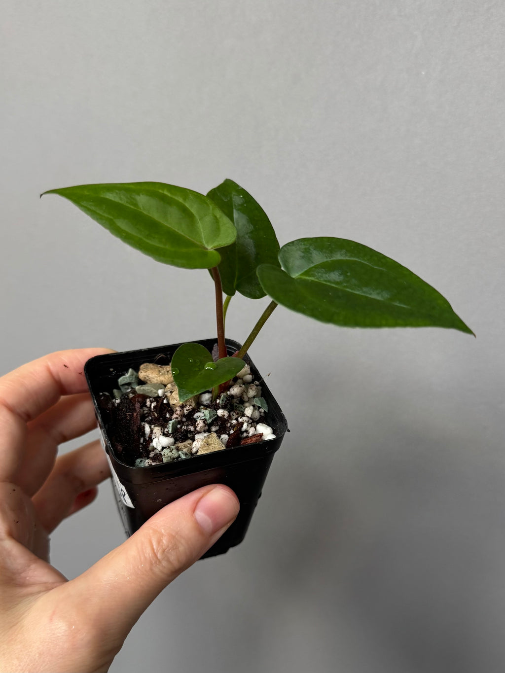Anthurium (NSE Red Crystallinum x Carla) x RVDP