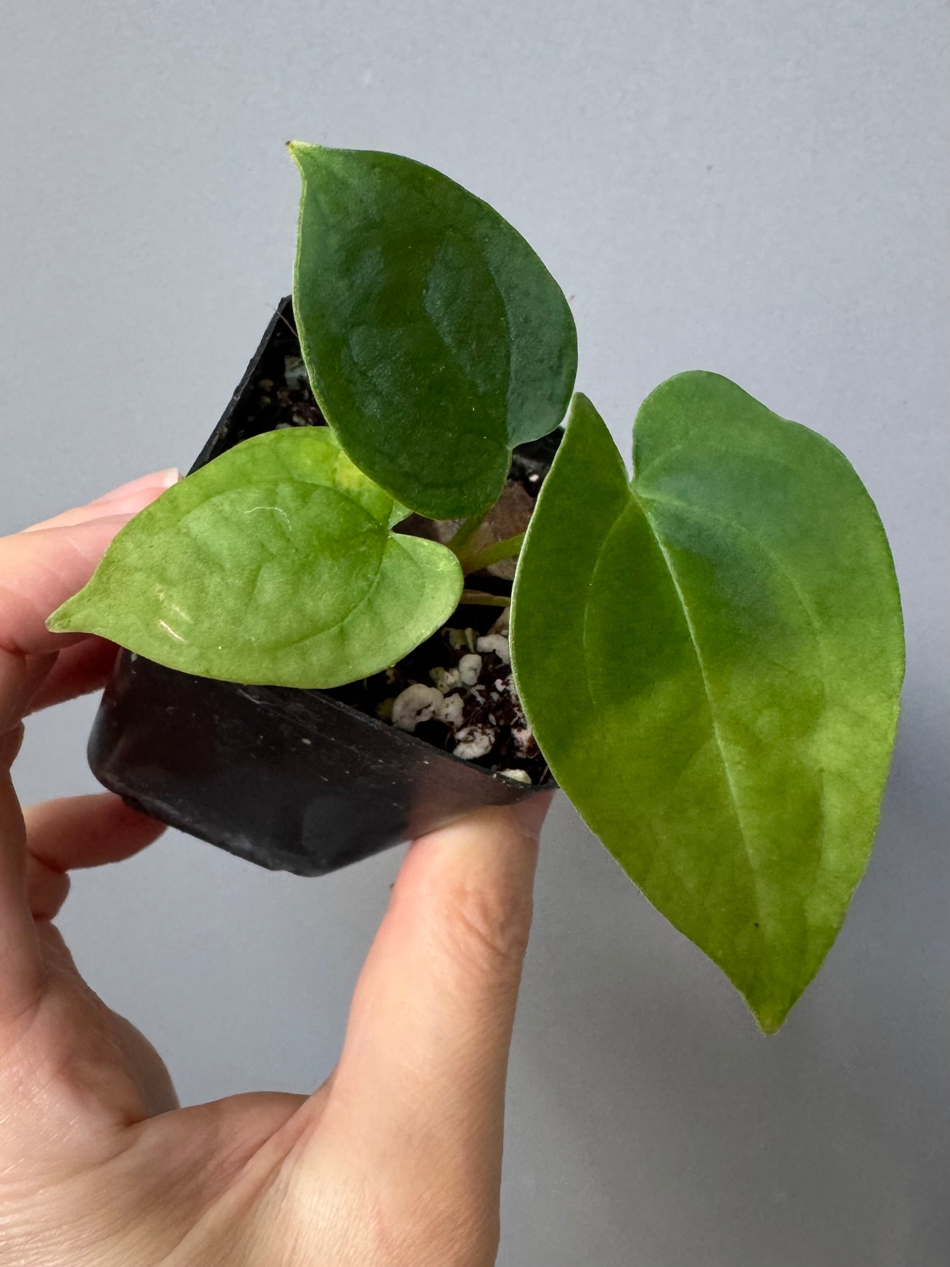 Anthurium AOS x forgetii dark