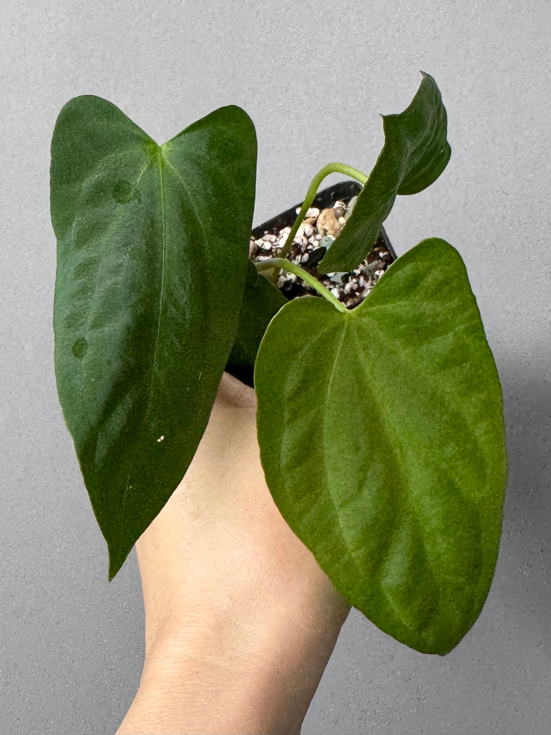 Anthurium (NoID x Papi Indo #2) x  (NoID x Papi Indo #1)