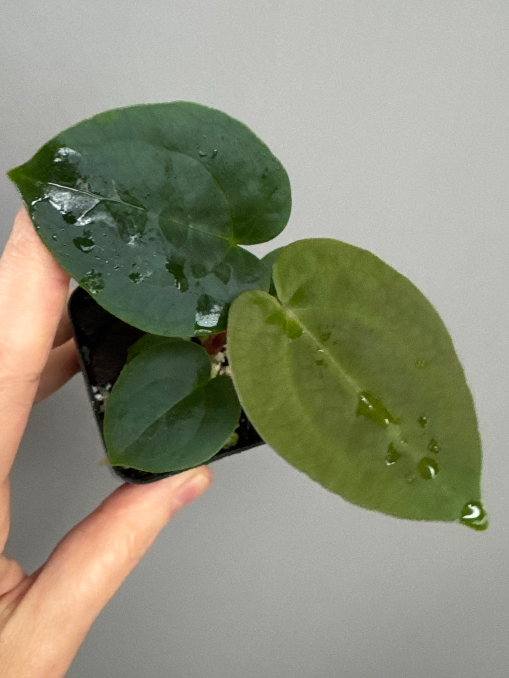Anthurium (AOS x forgetii) x (NSE Red Crystallinum x Carlablackiae)