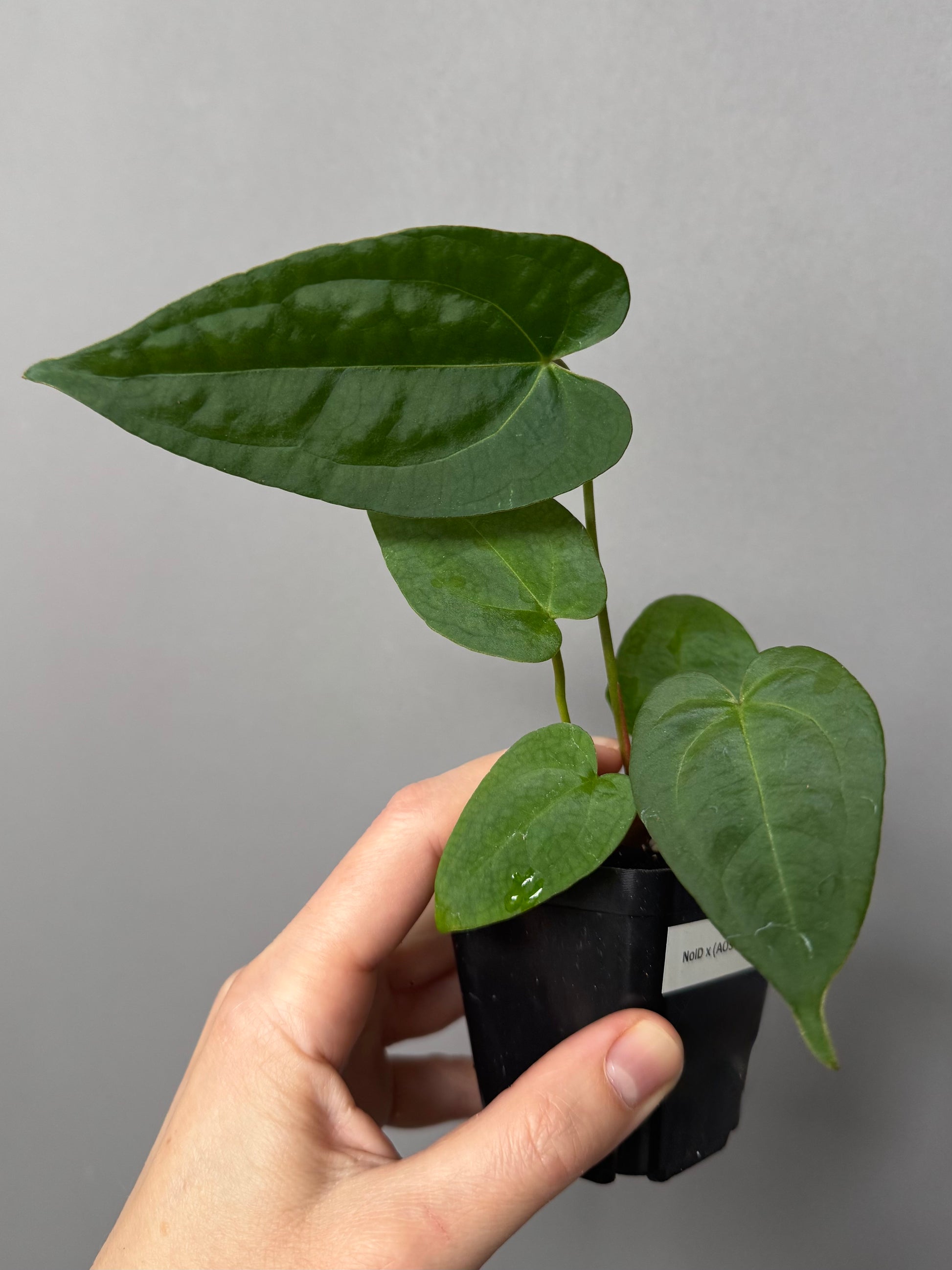 Anthurium NoID x (AOS x forgetii)