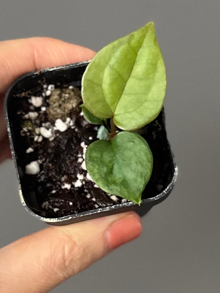 Anthurium (luxurians x forgetii) x besseae aff. (#1)