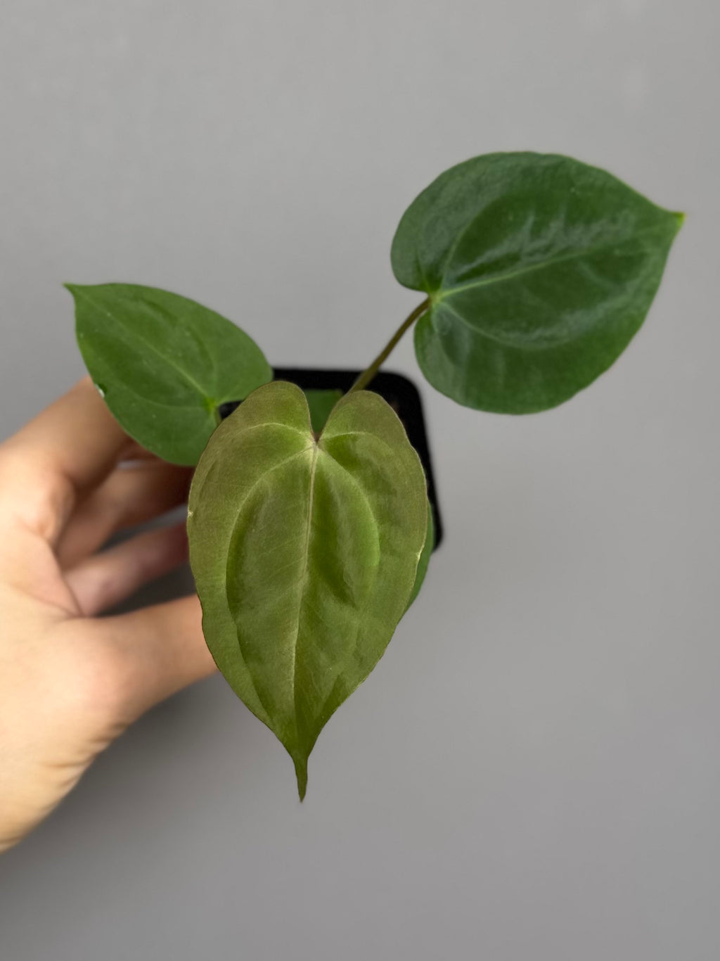 Anthurium Besseae aff. x Papillilaminum