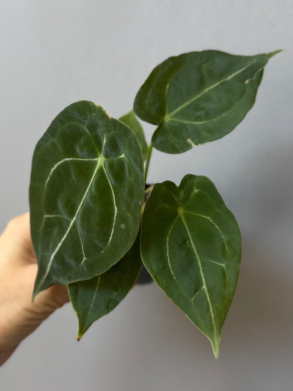 Anthurium forgetii (White Stripes x Dark Form)