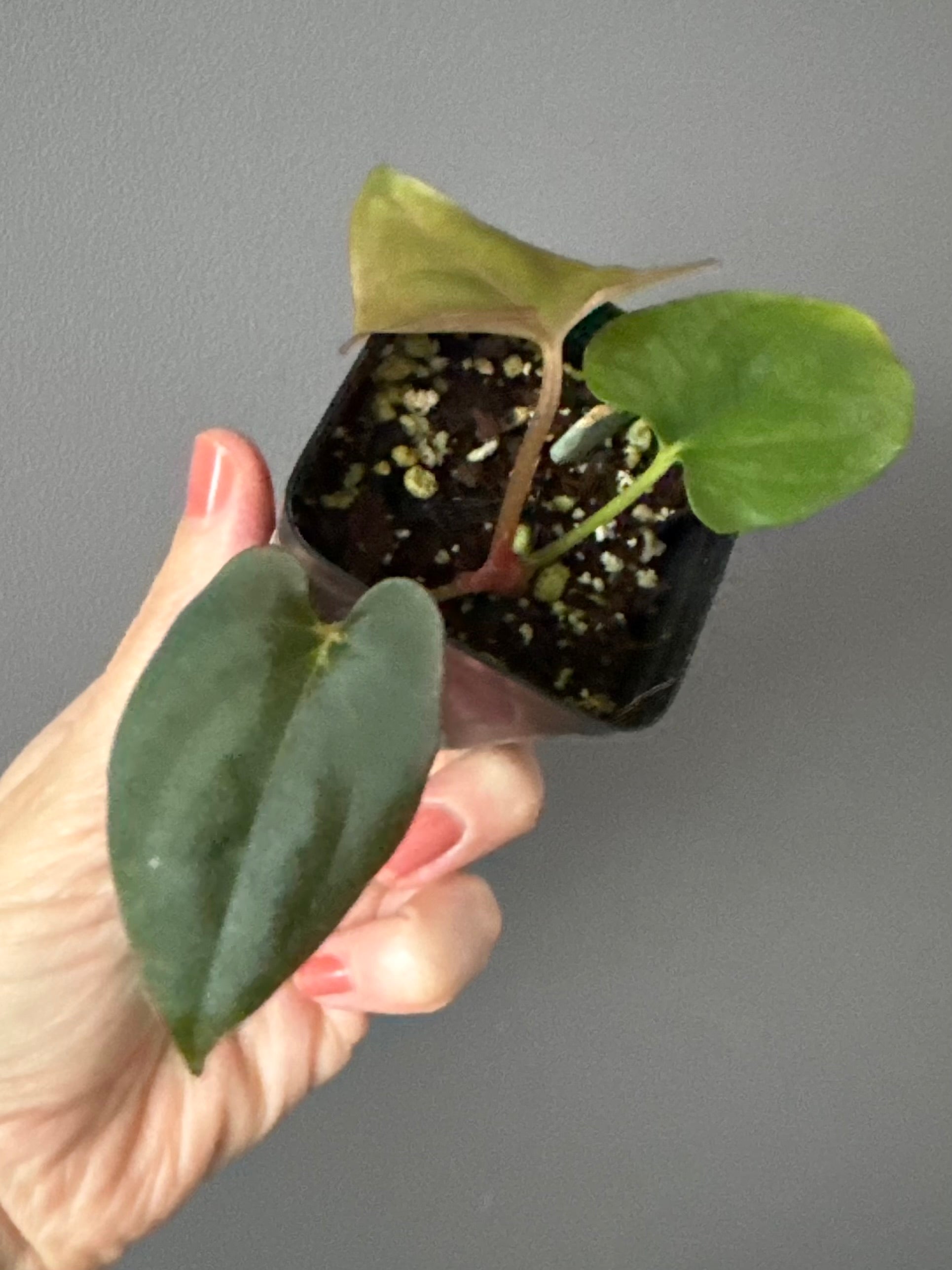 Anthurium dressleri x papillilaminum ‘Daniel’