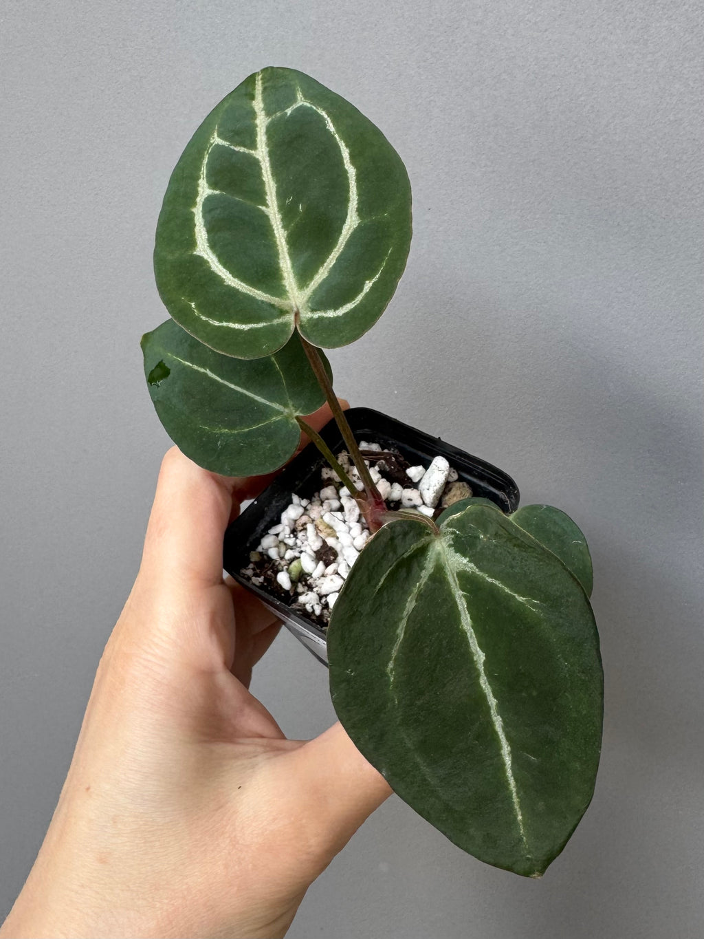 Anthurium (ZxM) x  (NSE Red Crystallinum x Carlablackiae)