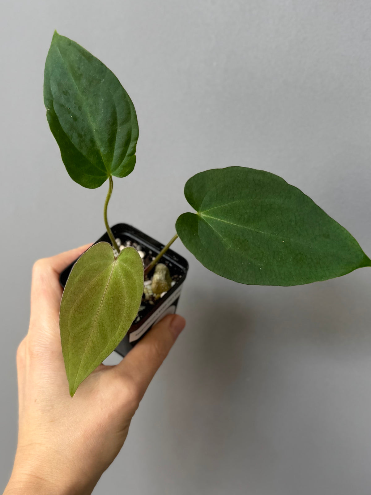 Anthurium magnificum x BVEP OG1 (#4)