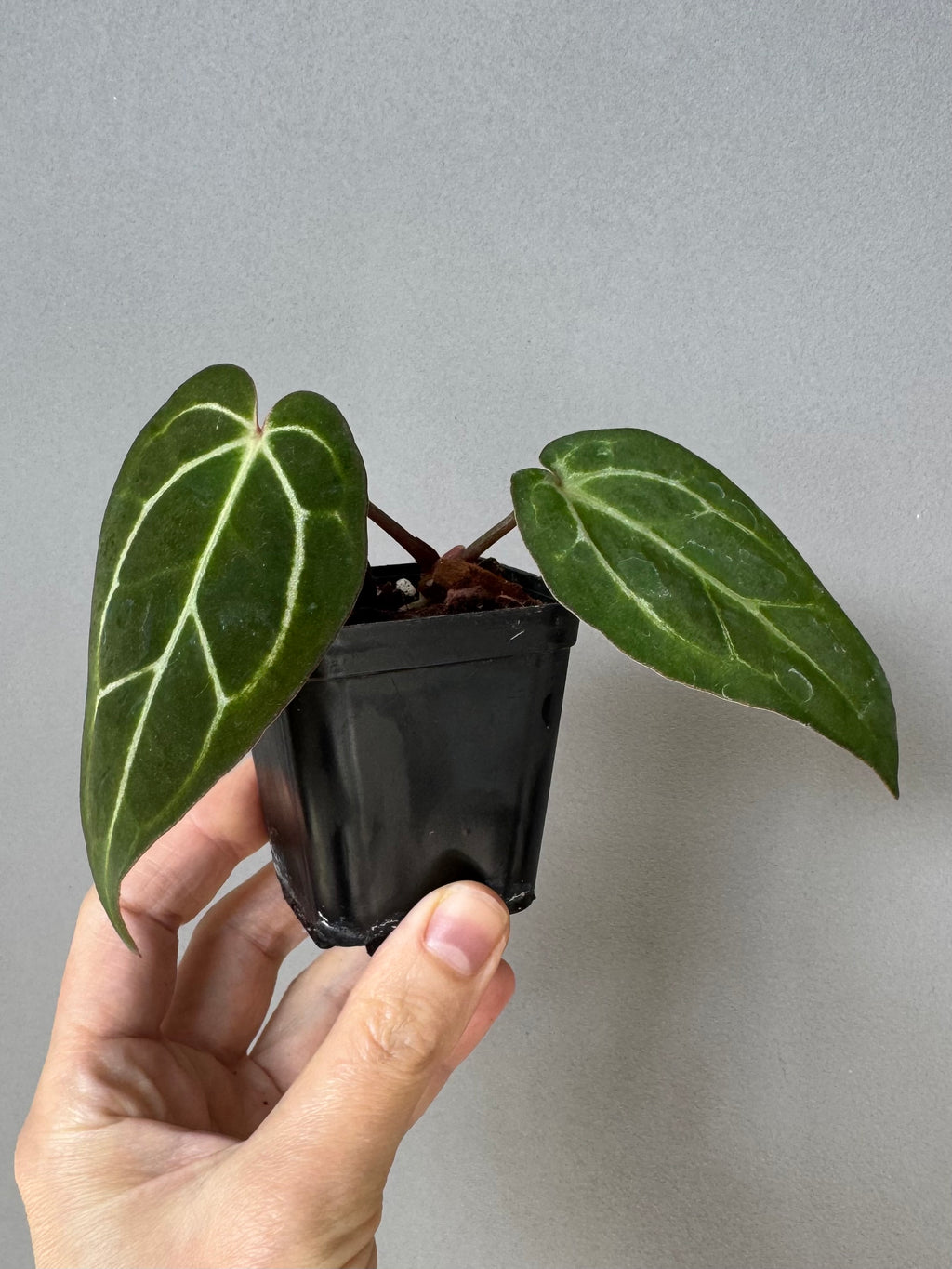 NSE Red Crystallinum x Carlablackiae (blister variegated) Clone/Ableger