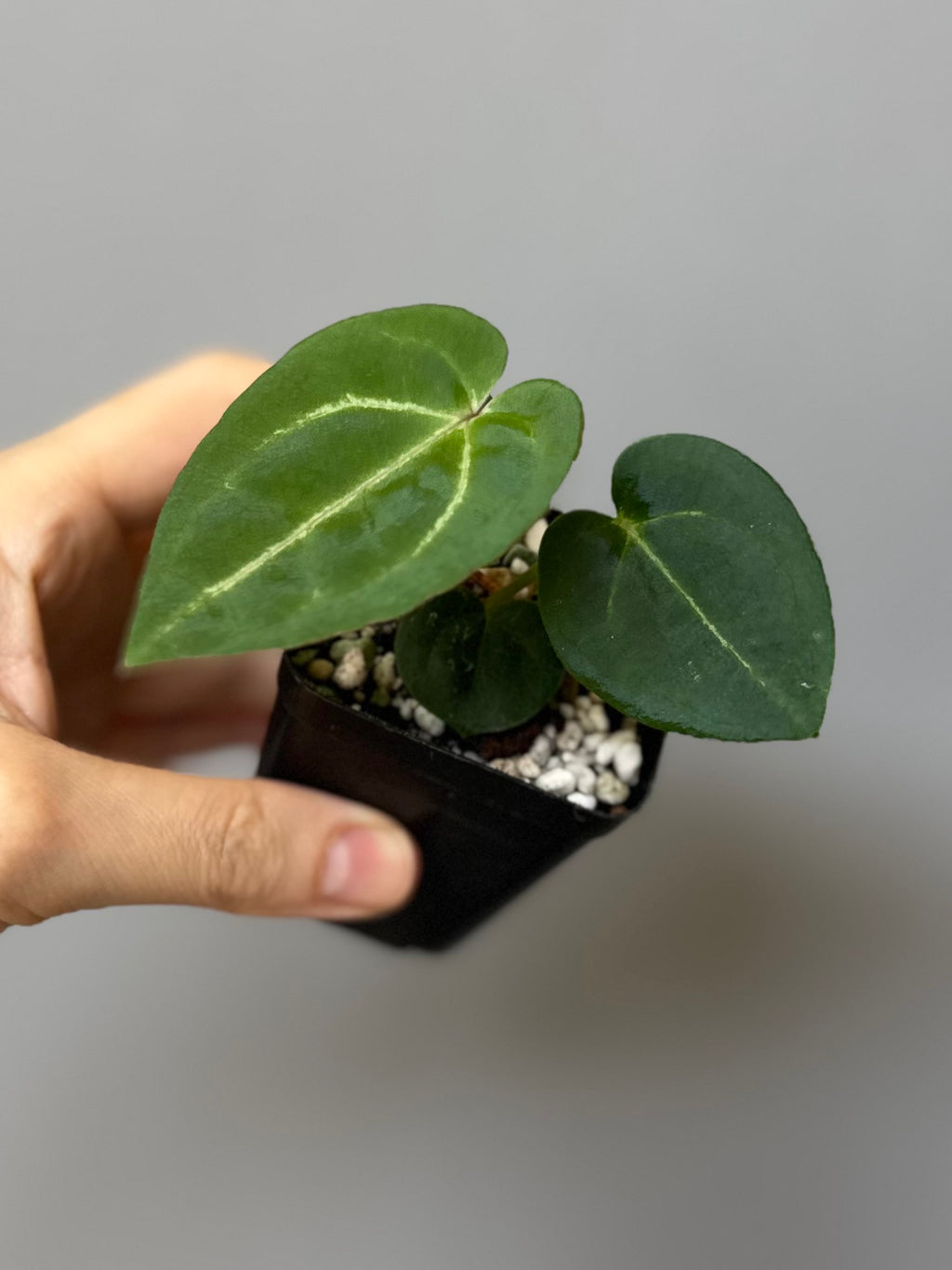 Anthurium Michelle x (AOS x Carlablackiae)