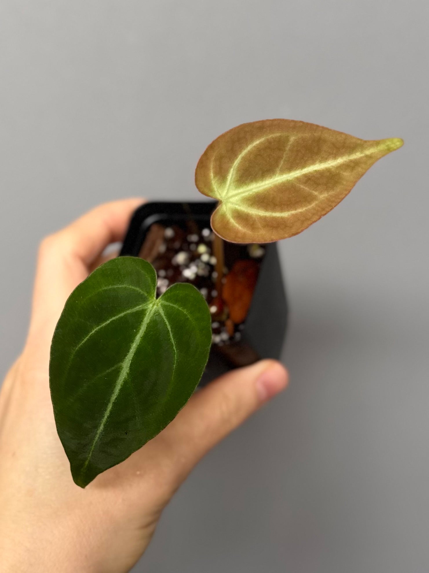 Anthurium magnificum