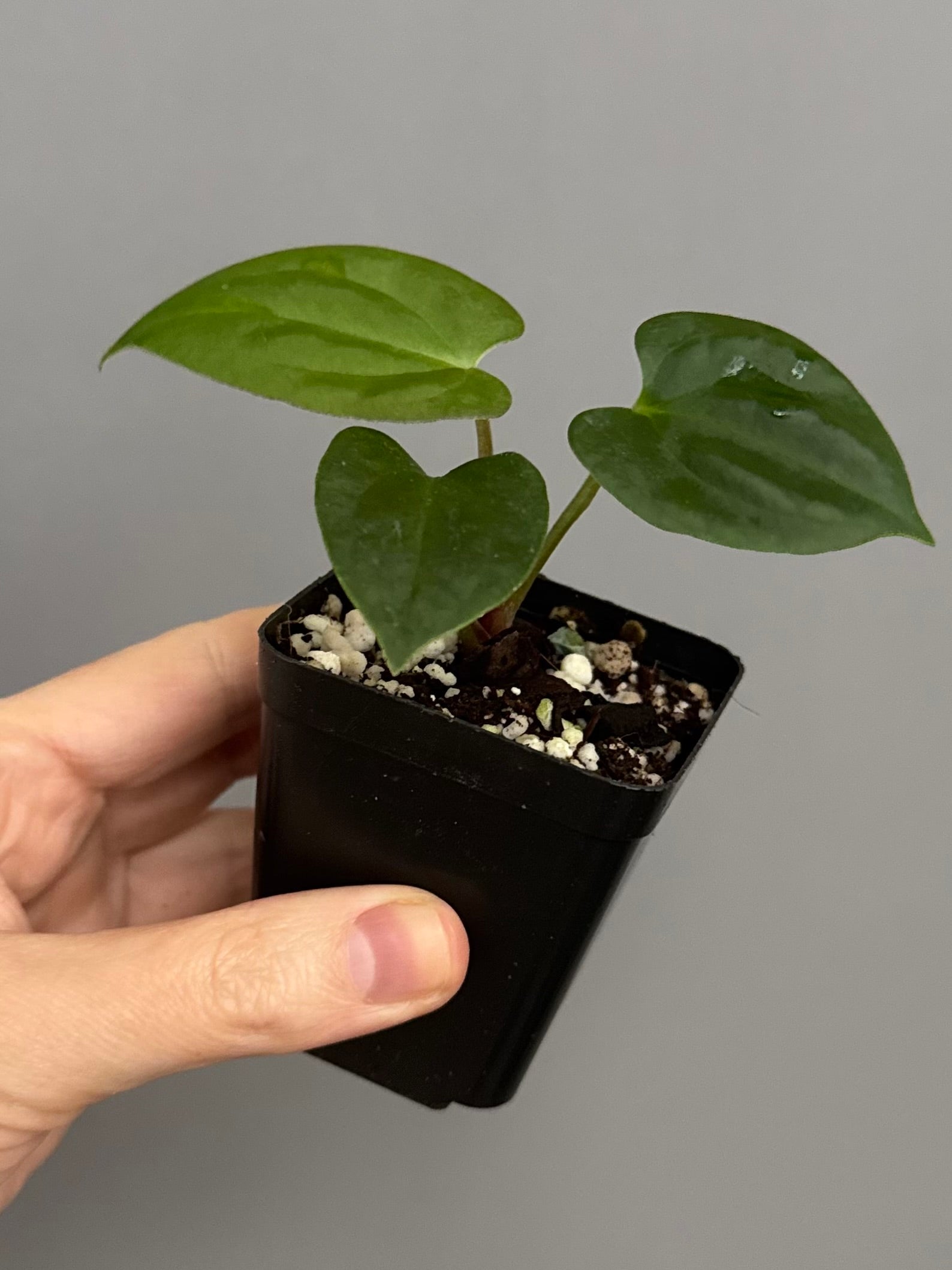 anthurium dorito Anthurium ((BVEP x Portillae Dorito) x (Dark Phoenix x Goliath)) x (Fo – crystallinum & co