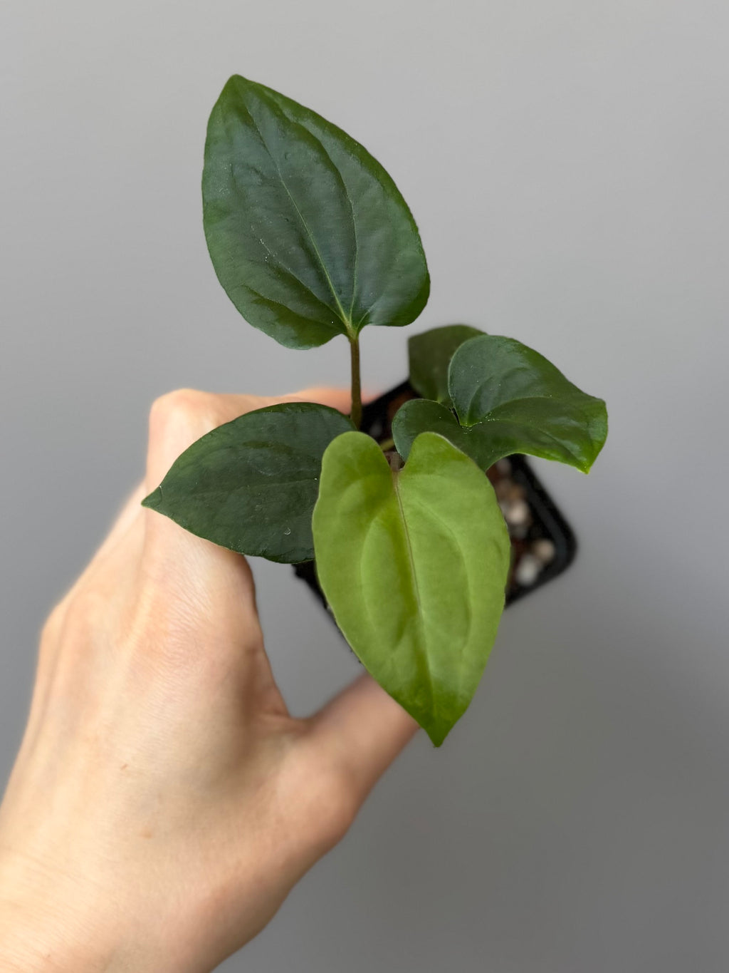 Anthurium ((BVEP x Portillae Dorito) x (Dark Phoenix x Goliath)) x (Fort Sherman x RVDP)