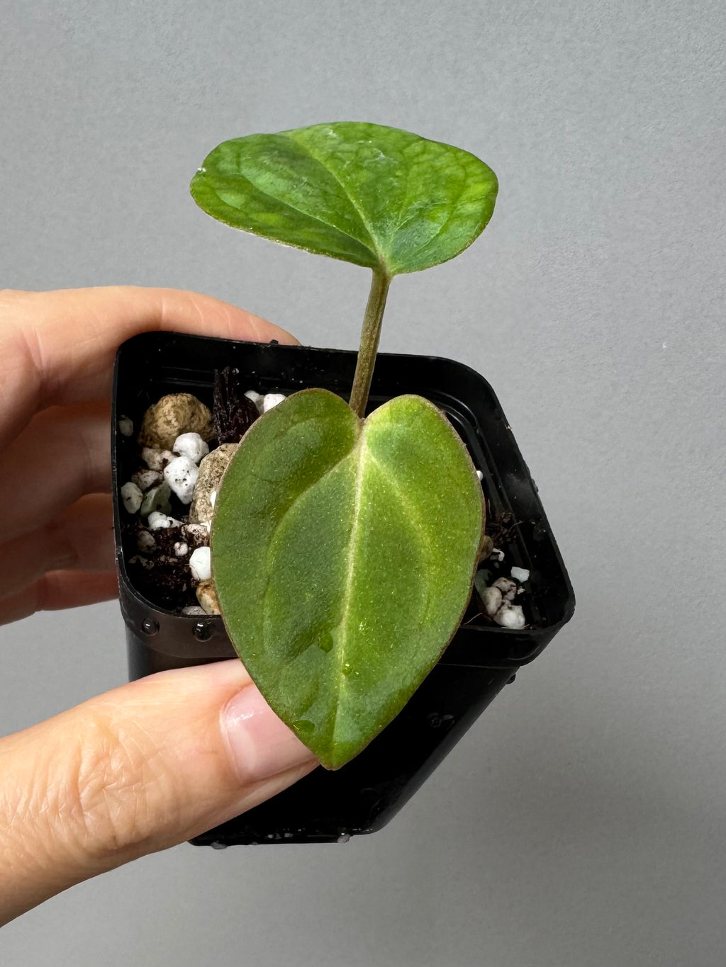 Anthurium NSE Carlablackiae x kunayalense (#2) cutting