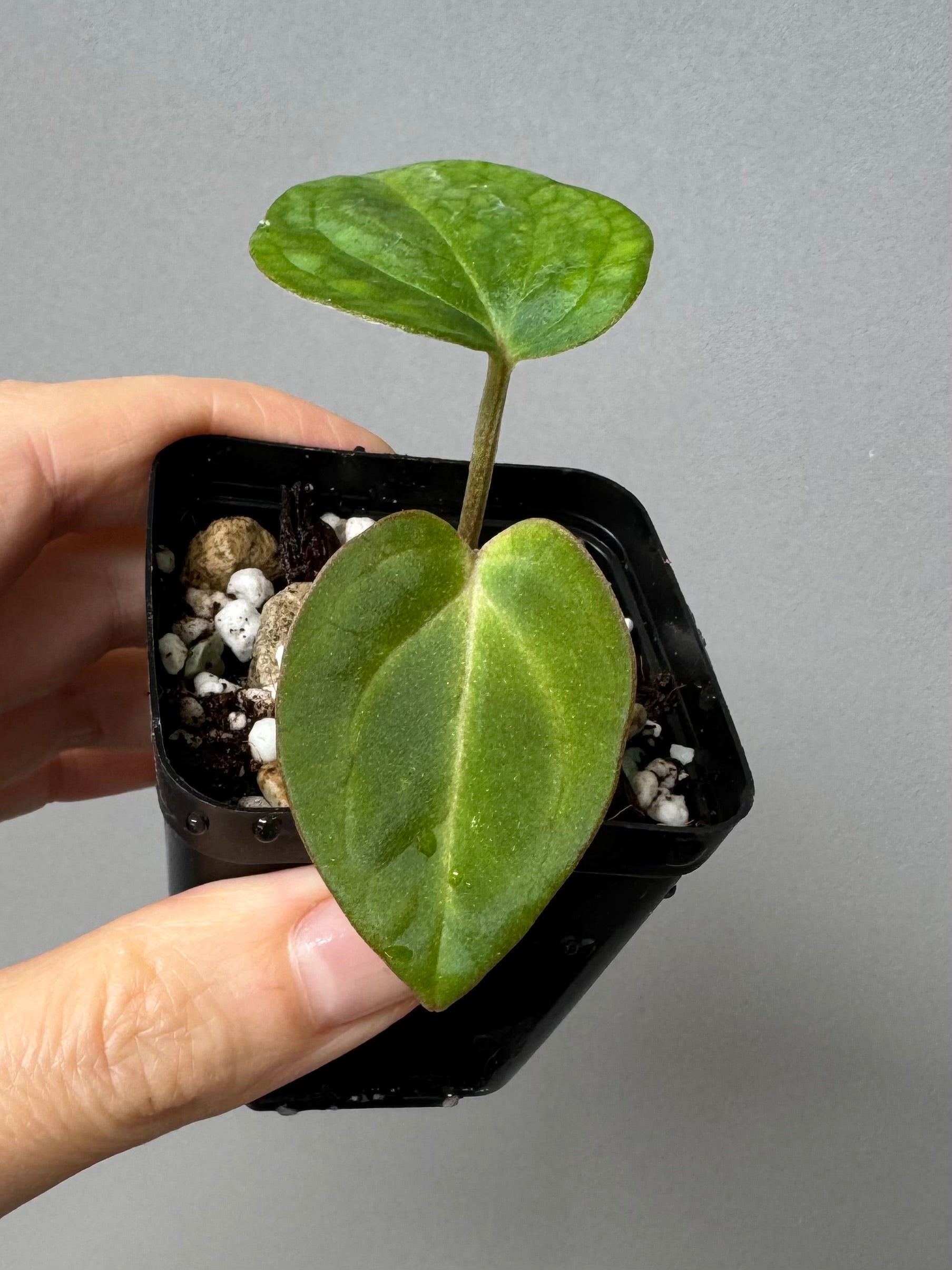 Anthurium NSE Carlablackiae x kunayalense (#2) cutting