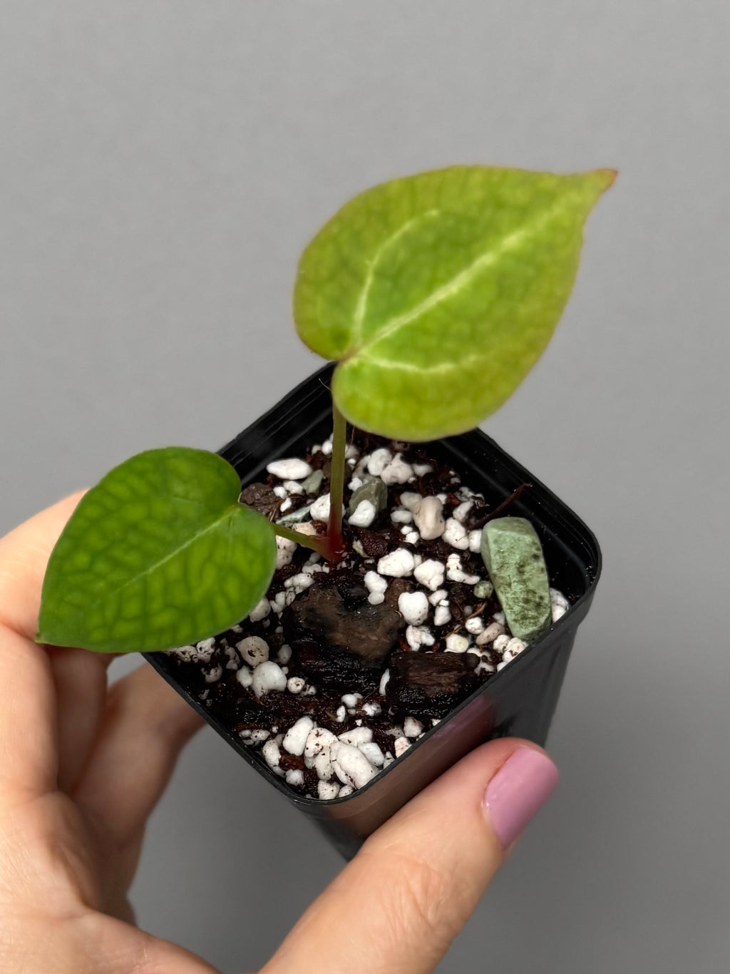 Anthurium Silver Blush x NSE CarlablackiaeX