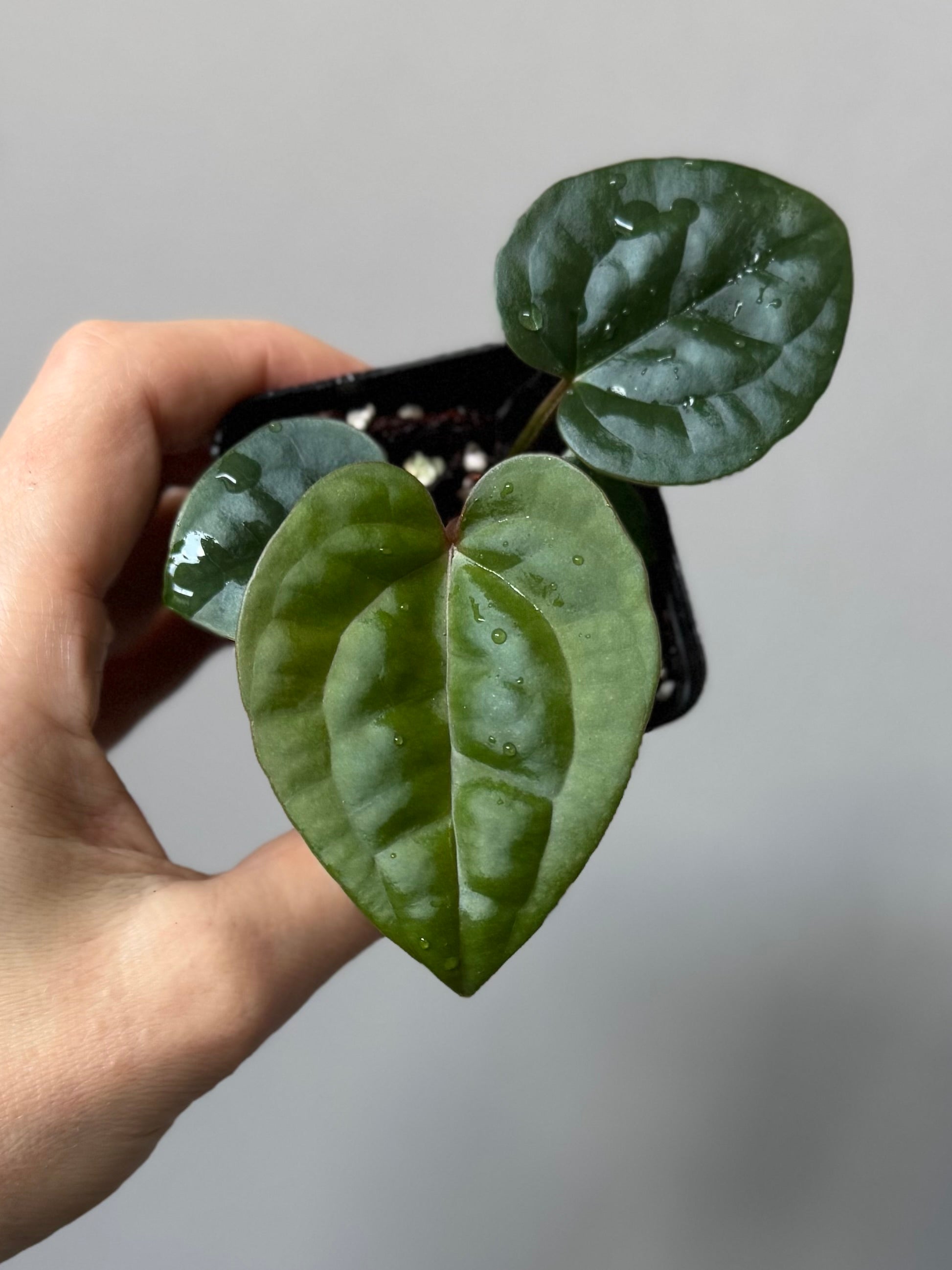Anthurium ZxM x luxurians