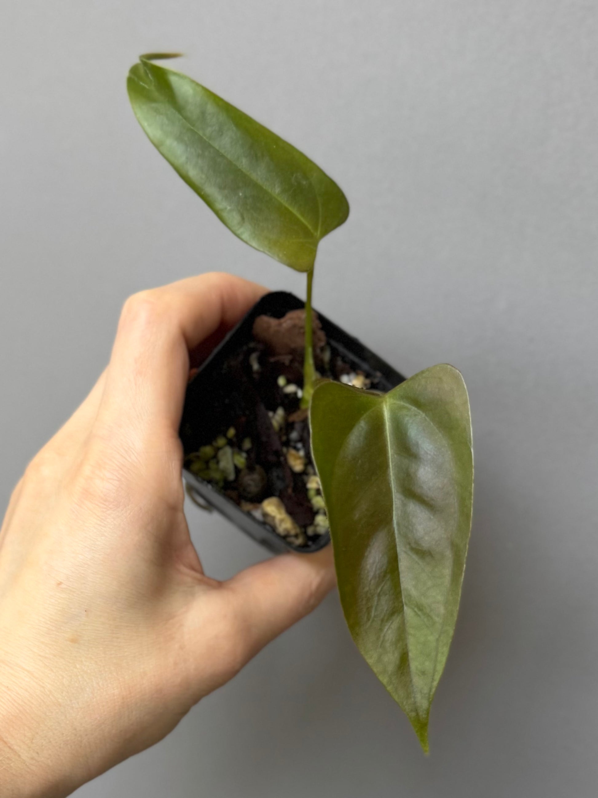 Anthurium Subsignatum x papillilaminum ‚Marie‘