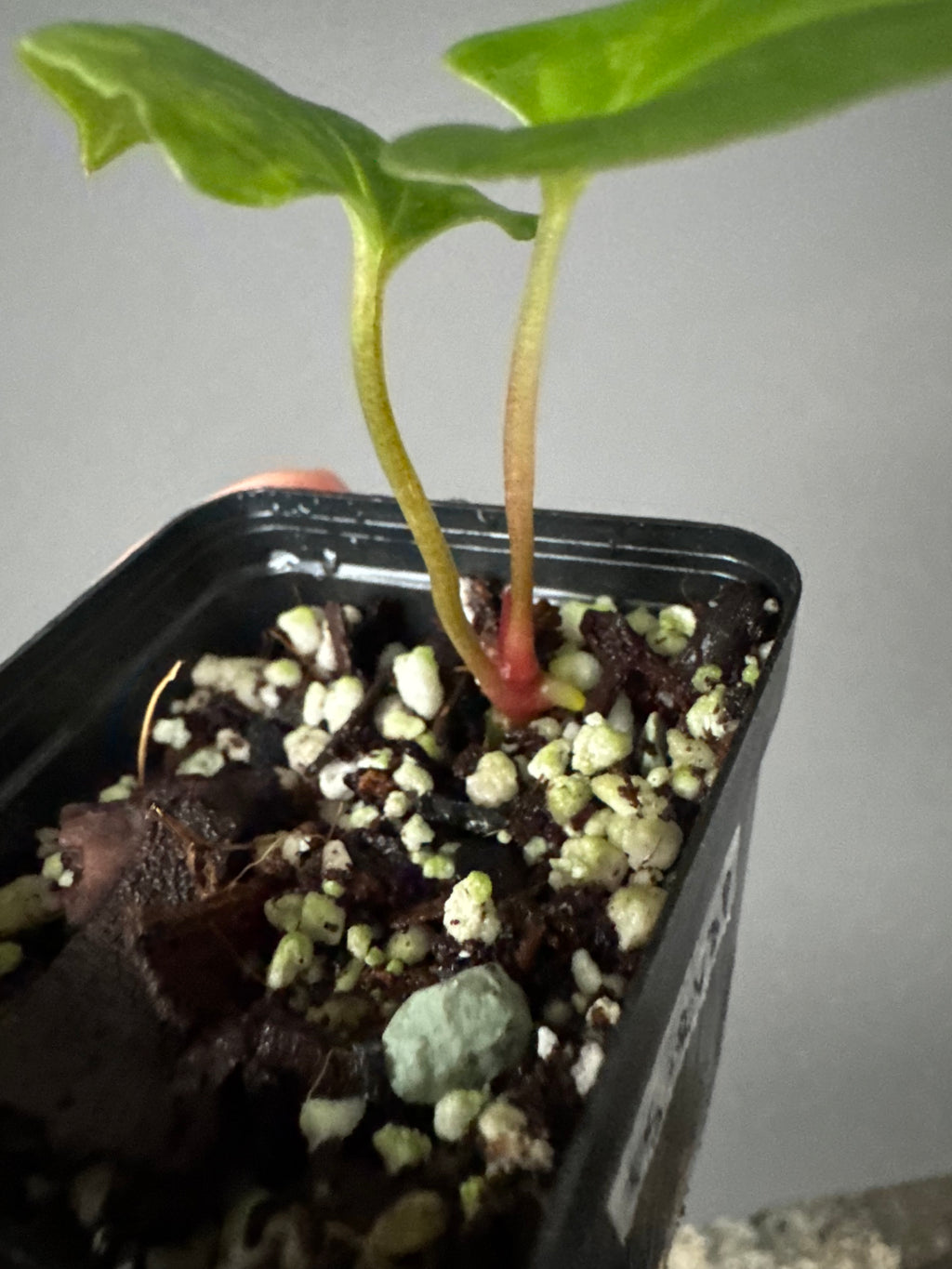 Anthurium papillilaminum Fort Sherman x RVDP (FSxRVDP)