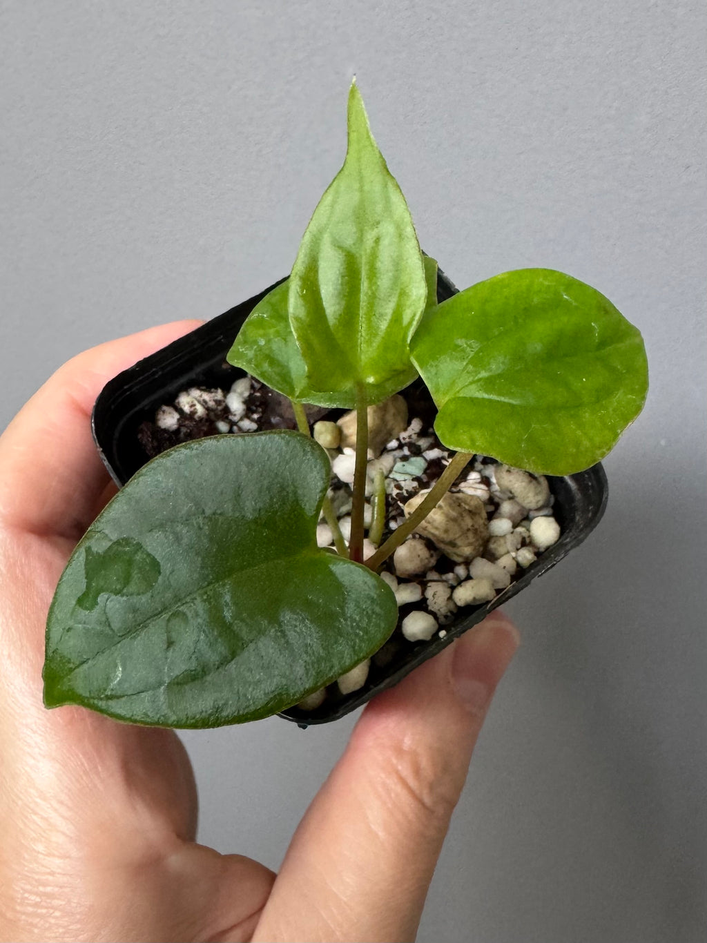 Anthurium papillilaminum Fort Sherman x RVDP (FSxRVDP)