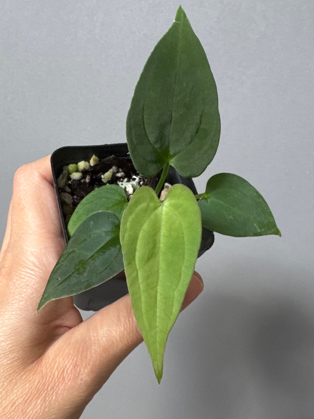 Anthurium BVEP ‘Laila’ x AOS df Tezula