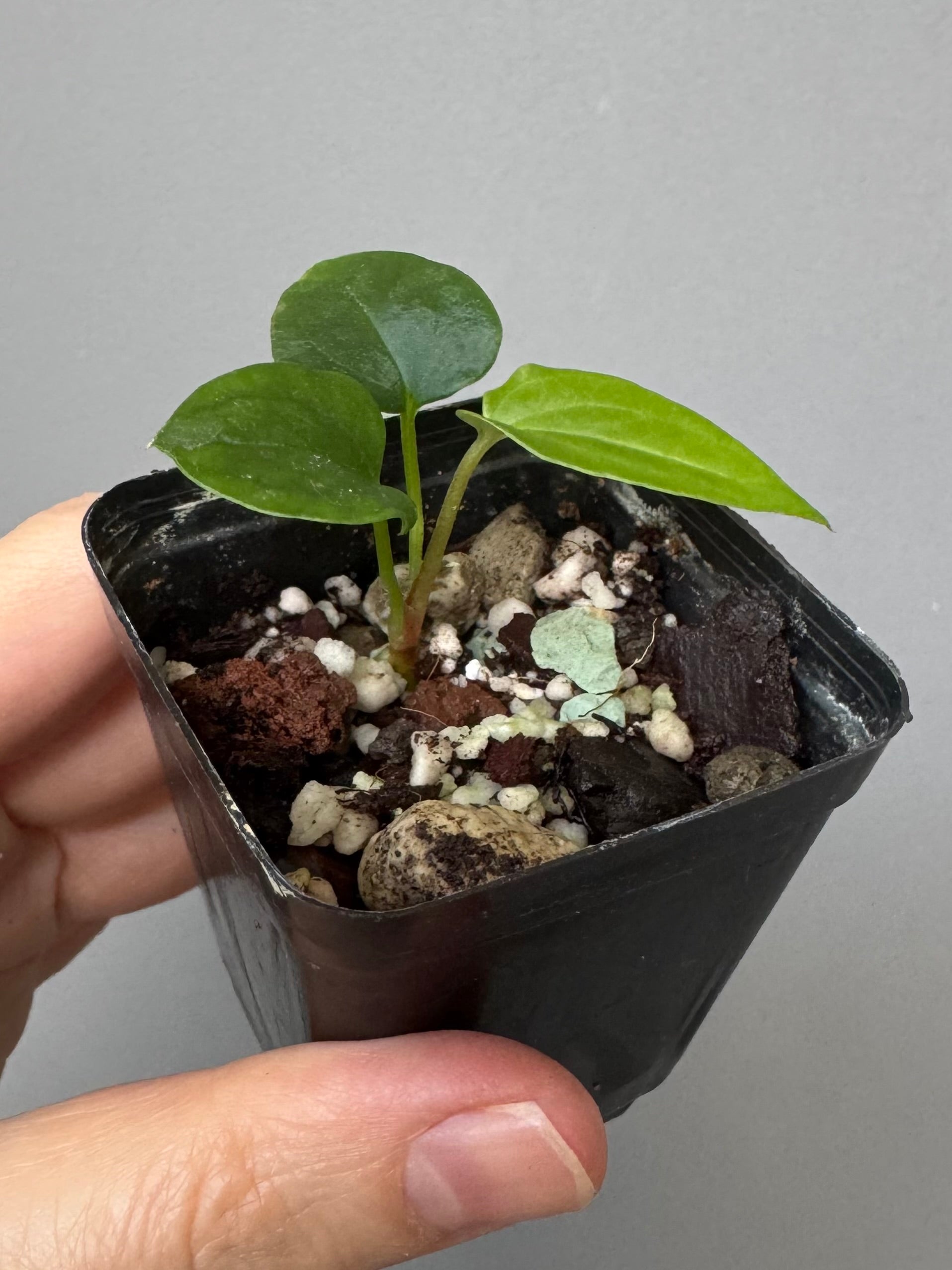 Anthurium papillilaminum ‚Fort Sherman‘ Klon (von abeliaplants)