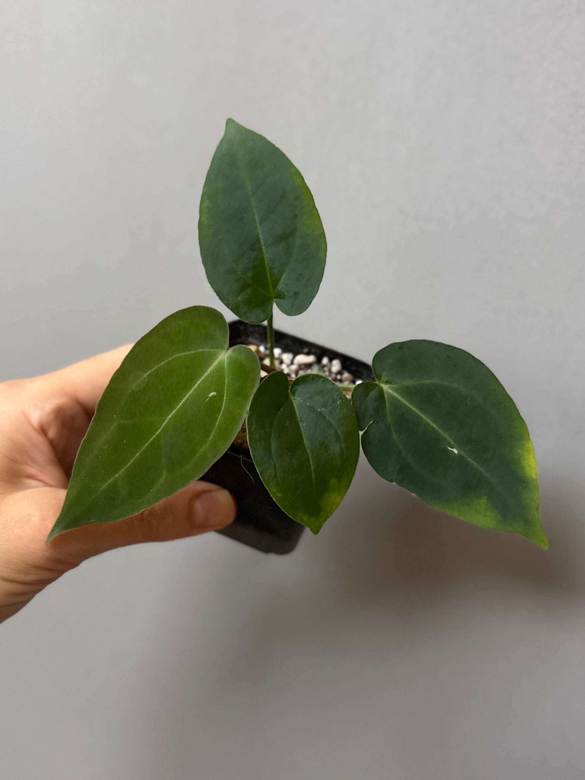 Anthurium (AOS x forgetii) x (NSE Red Crystallinum x Carlablackiae)