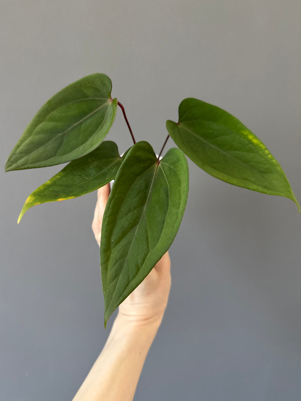 Anthurium NoID ‚KOS x Indo portillae‘