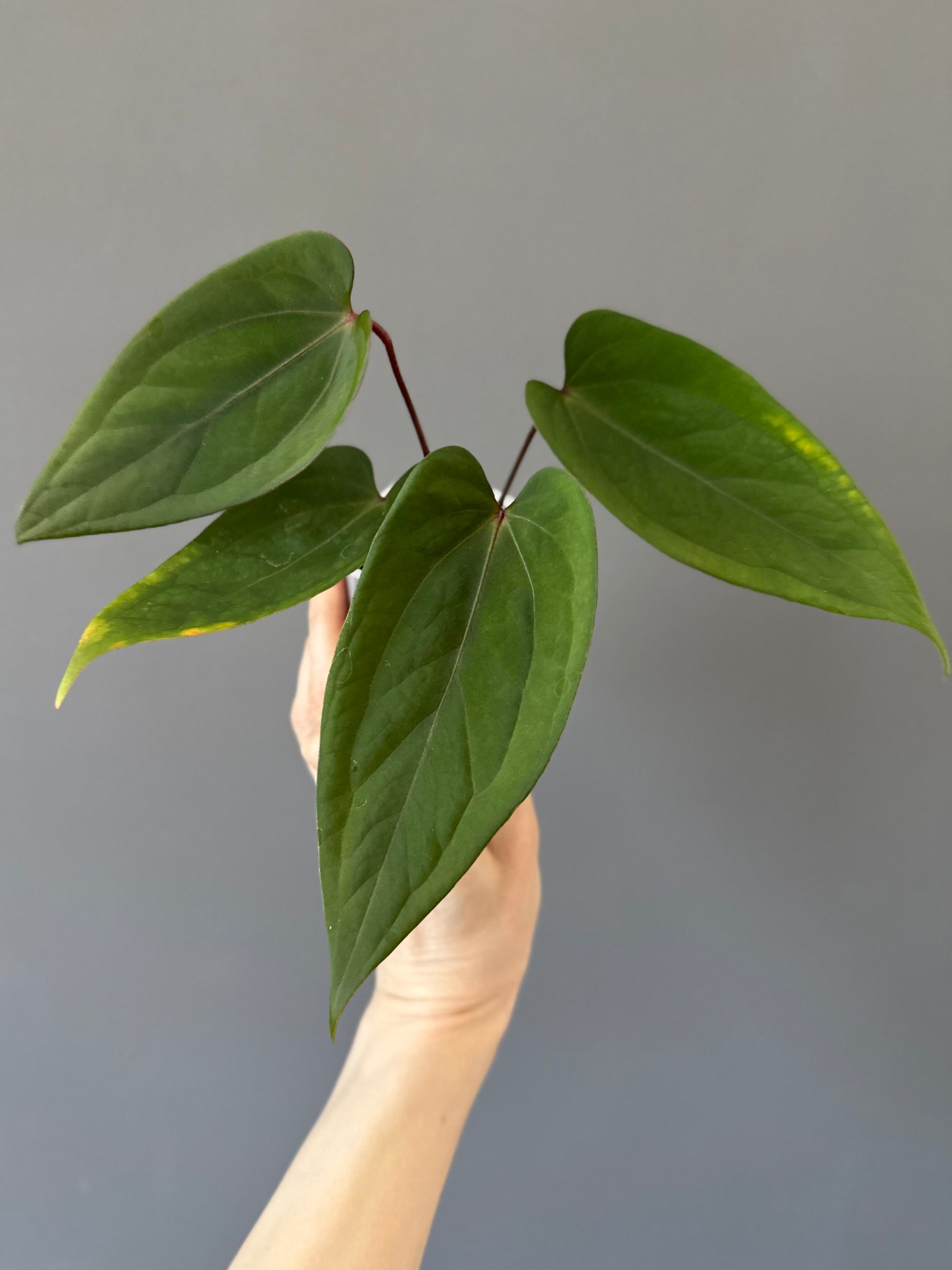 Anthurium NoID ‚KOS x Indo portillae‘
