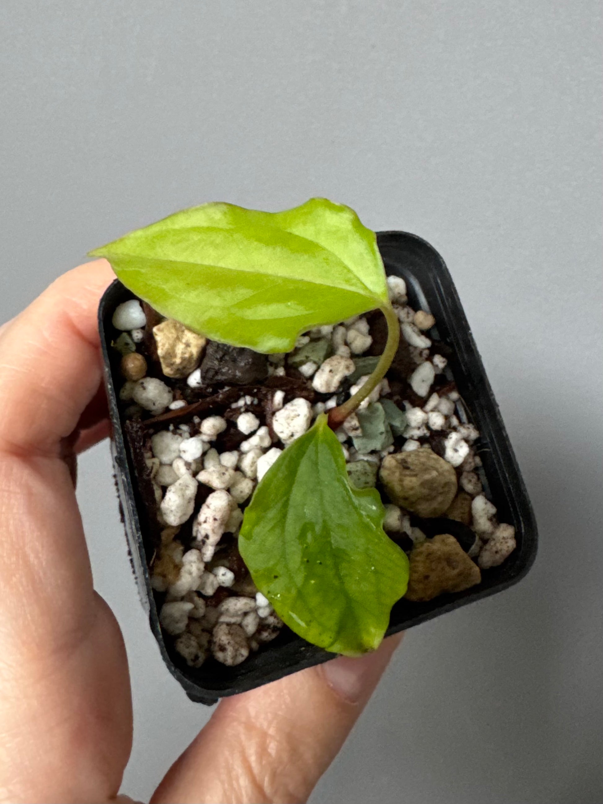 Anthurium Subsignatum Velvet x Ralph Lynam clone (#1) (by mathiuxaroid)