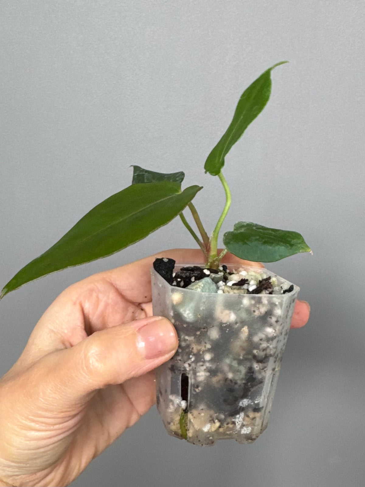 Anthurium (NoID x Papi Indo) x (DH x RVC)