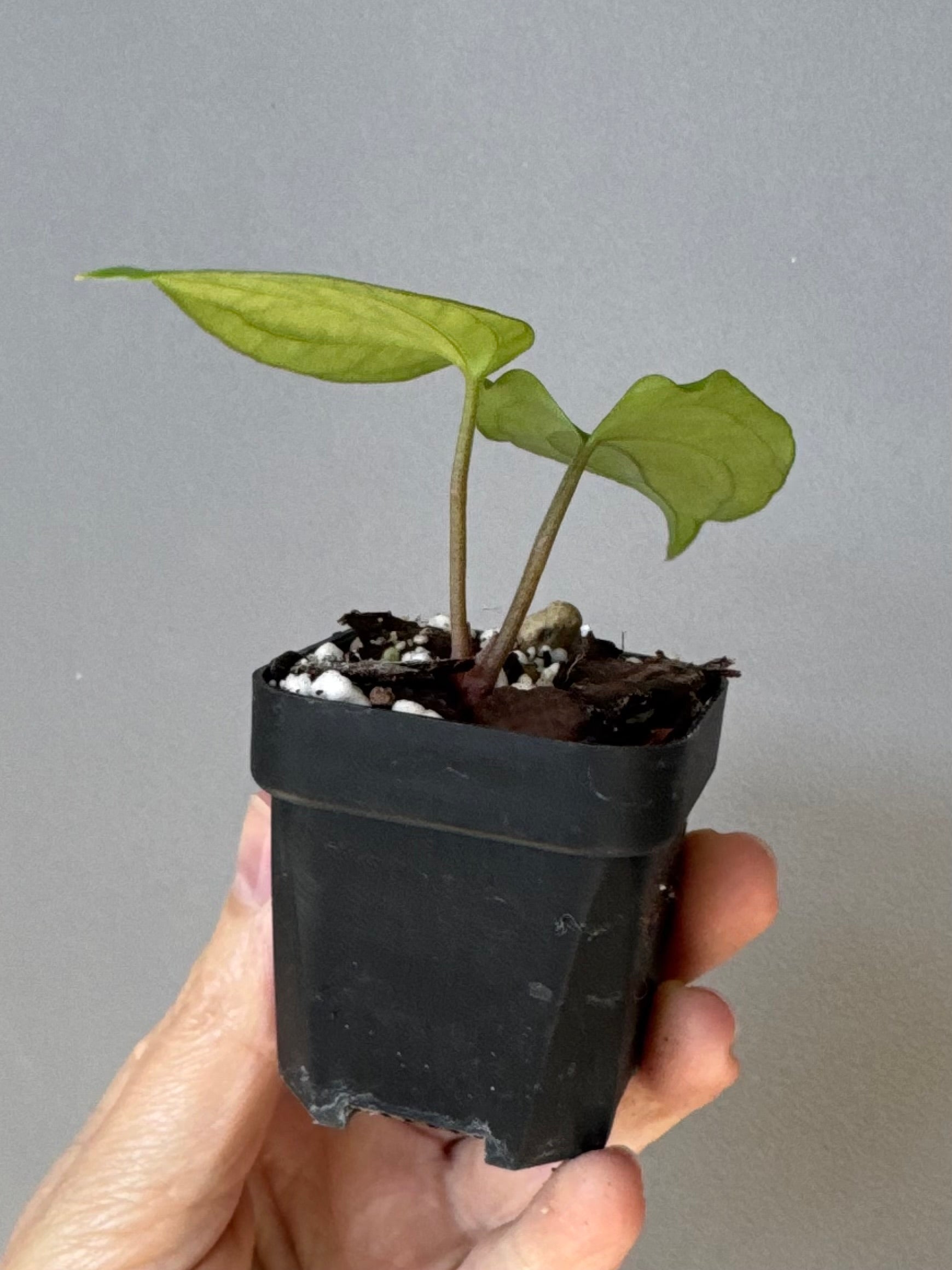 Anthurium (RG dressleri x carlablackiae ‘Amanda’) x RVDP (#2)