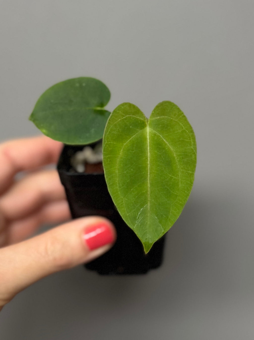 Papillilaminum K1xT5 - #2