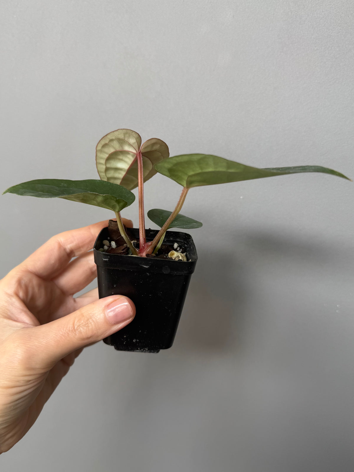 Anthurium ZxM x luxurians